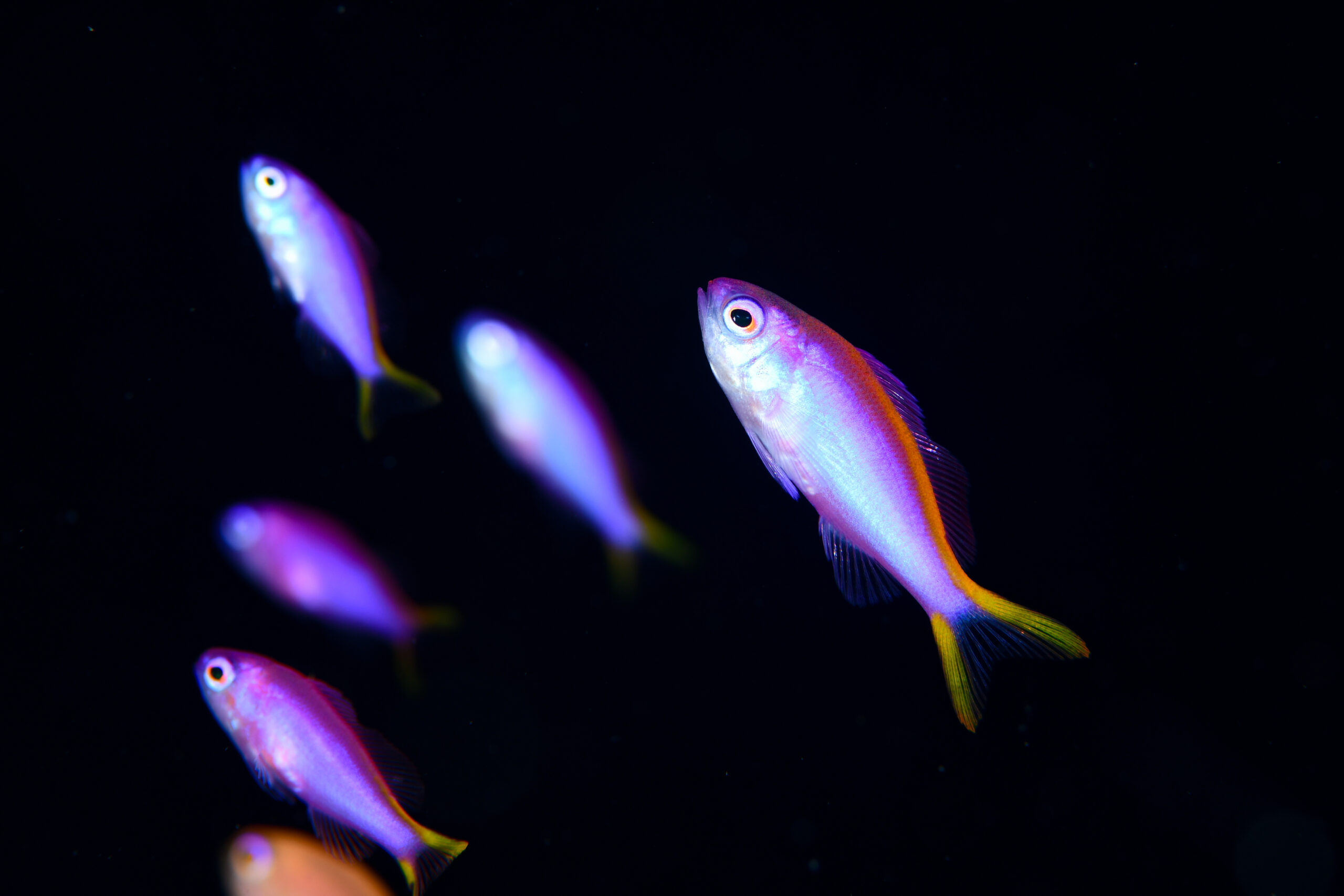 パープルビューティーの幼魚（Pseudanthias tuka）