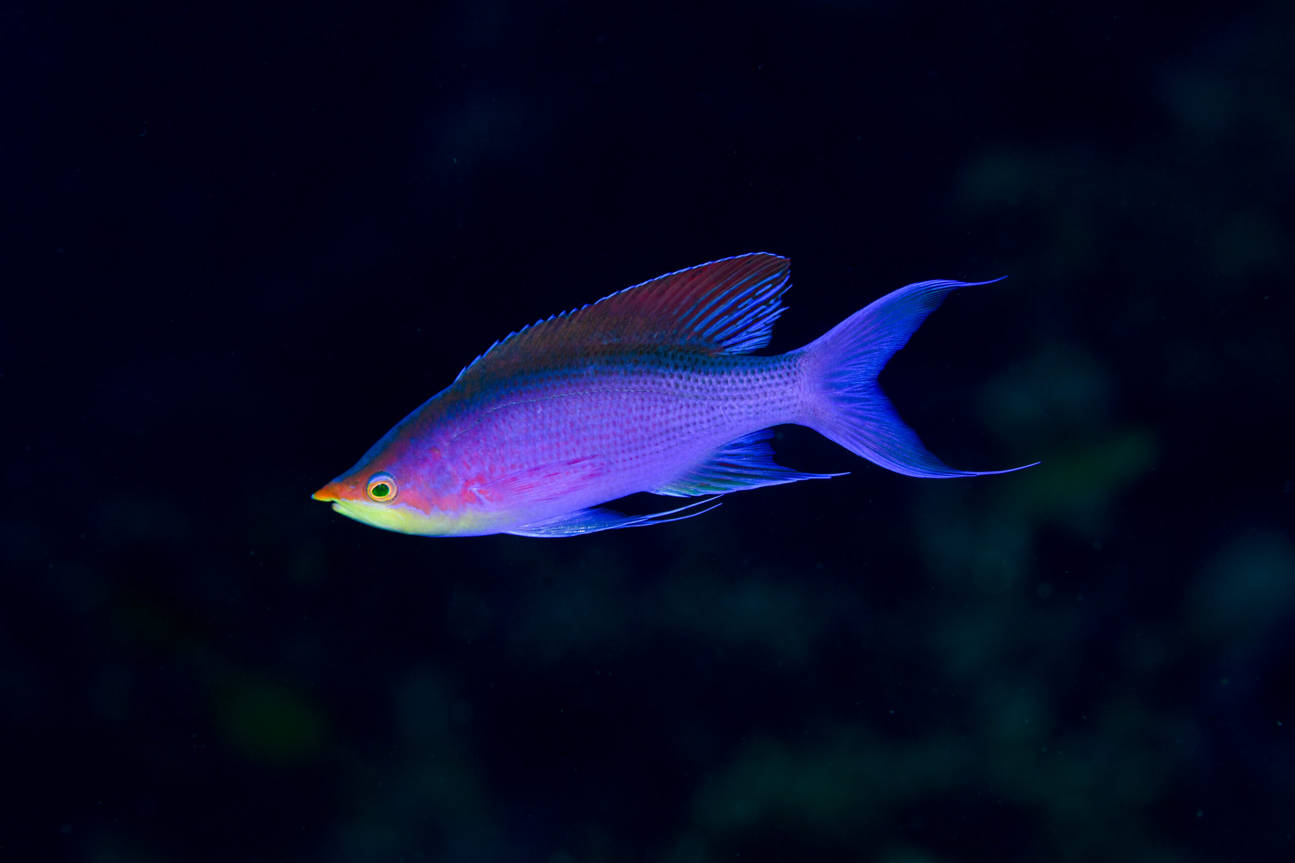 パープルビューティー（Pseudanthias tuka）