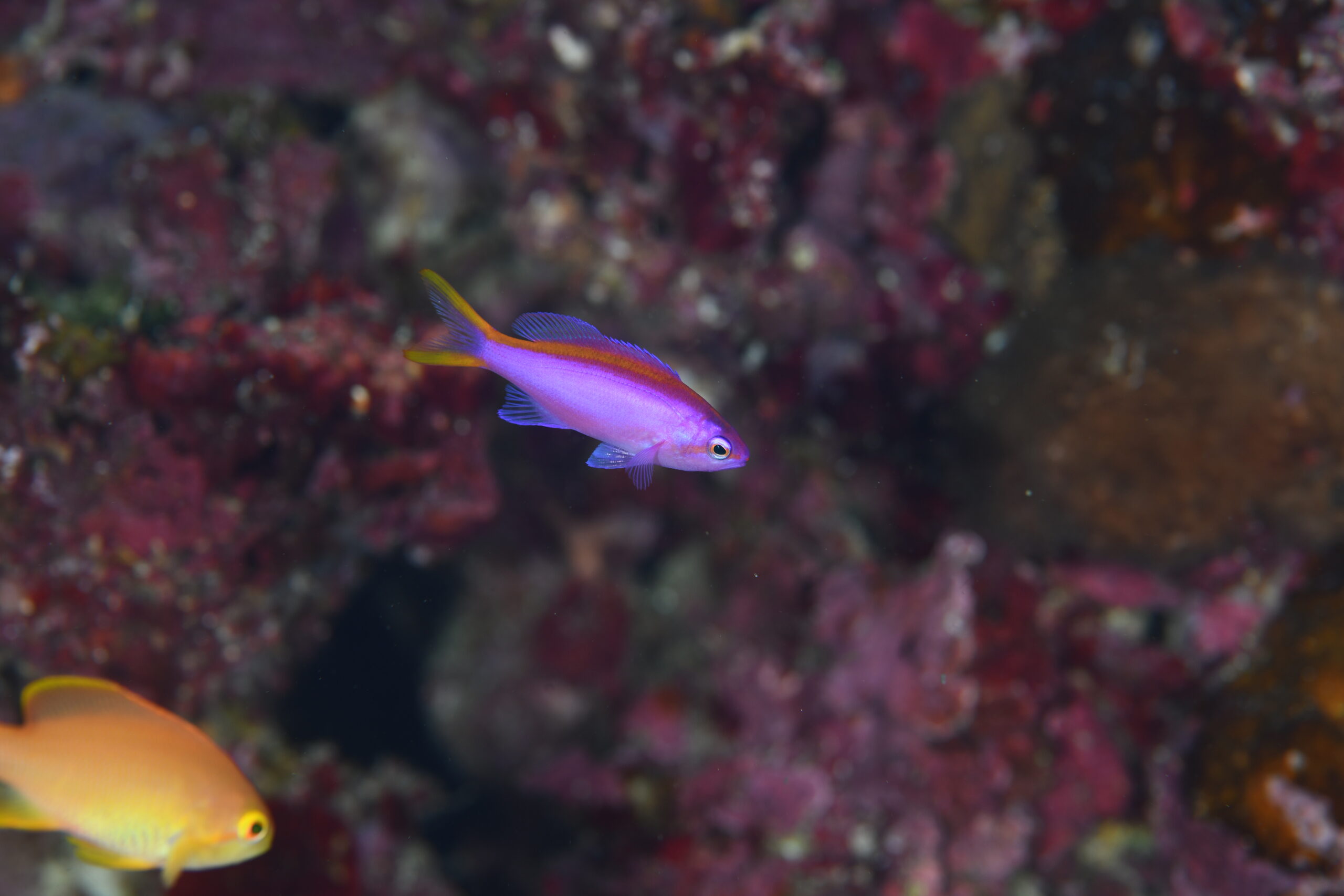 パープルビューティーのメス（♀）（Pseudanthias tuka）