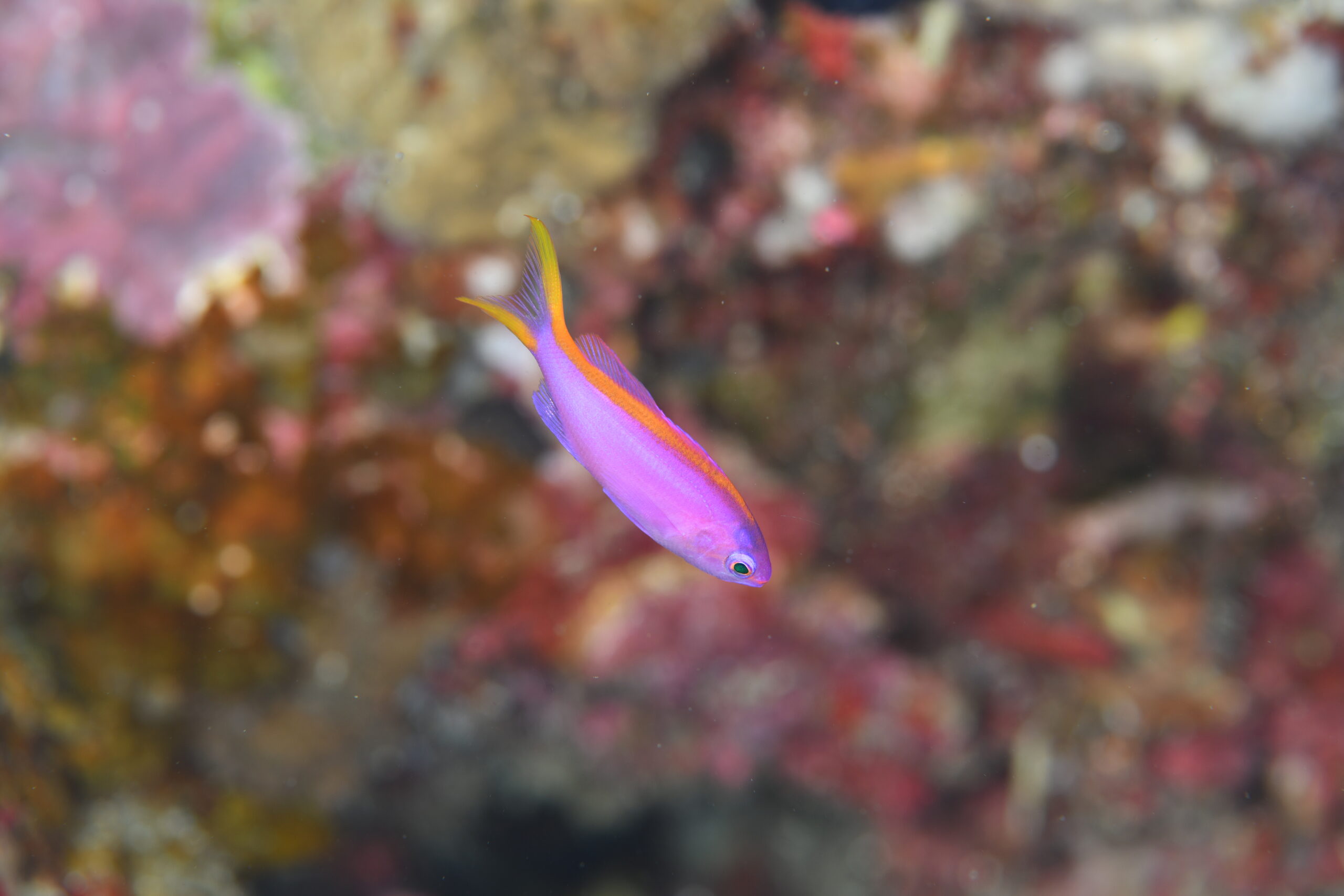 パープルビューティーのメス（♀）（Pseudanthias tuka）