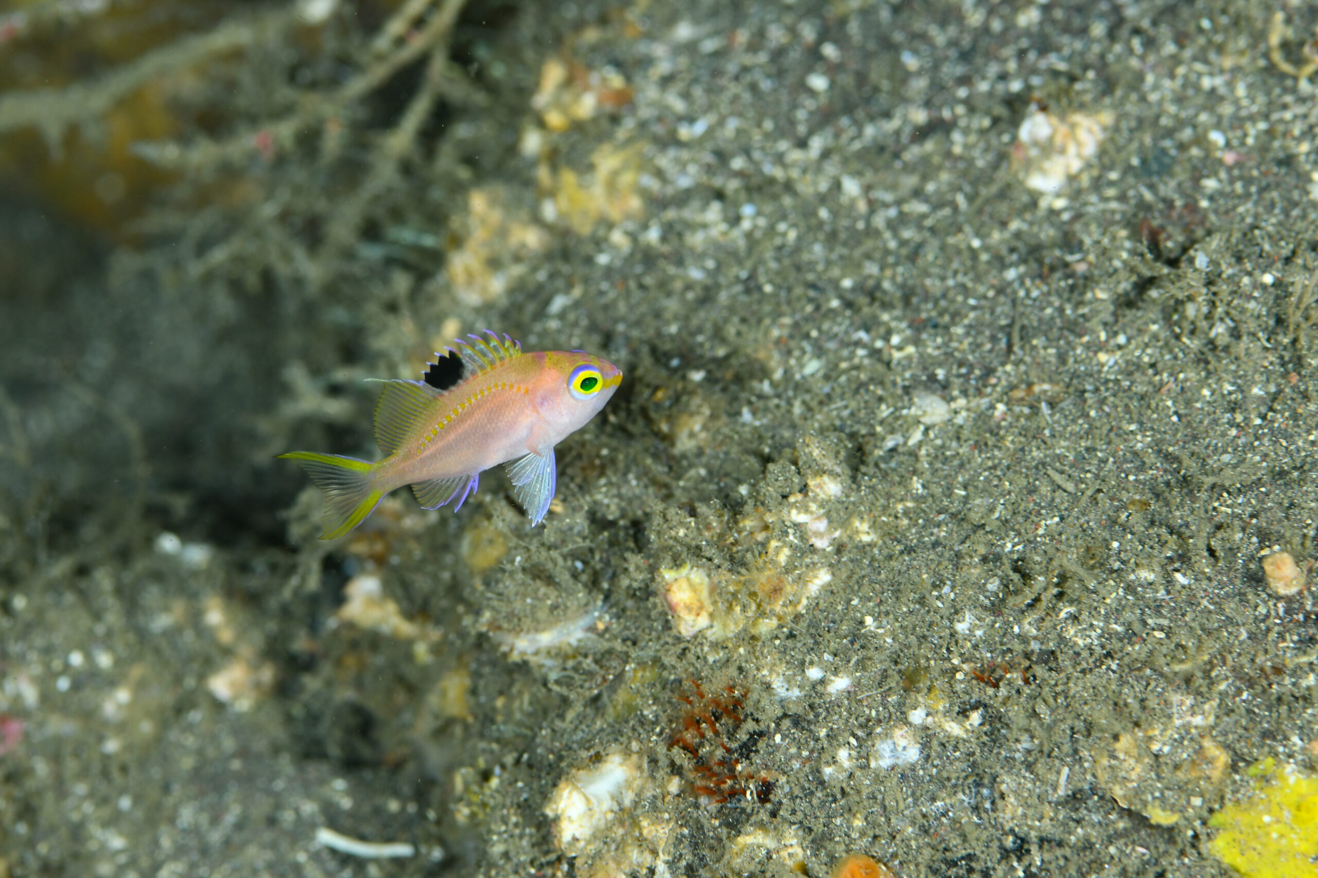 サクラダイの幼魚(Sacura margaritacea)