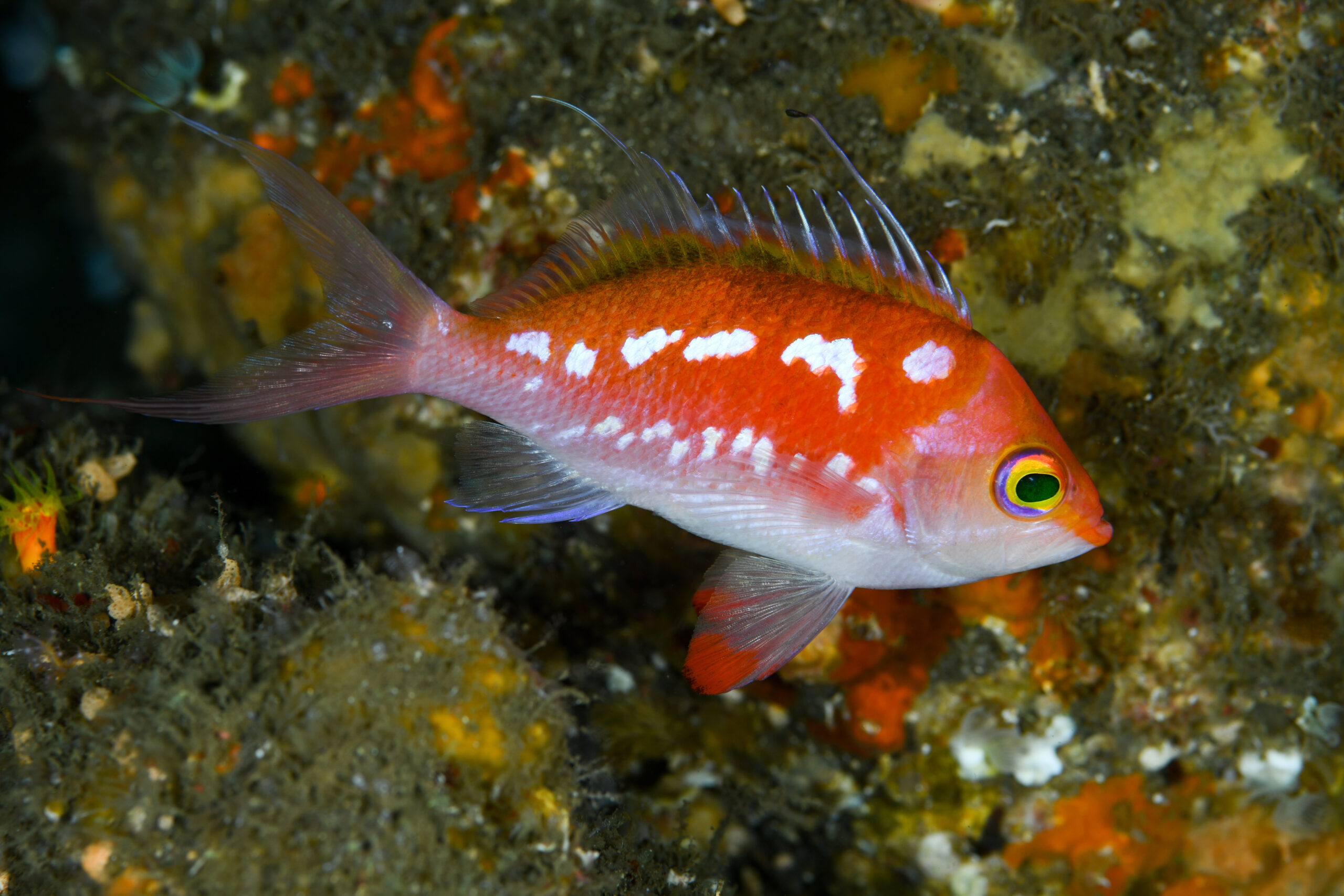 サクラダイのオス(♂)(Sacura margaritacea)