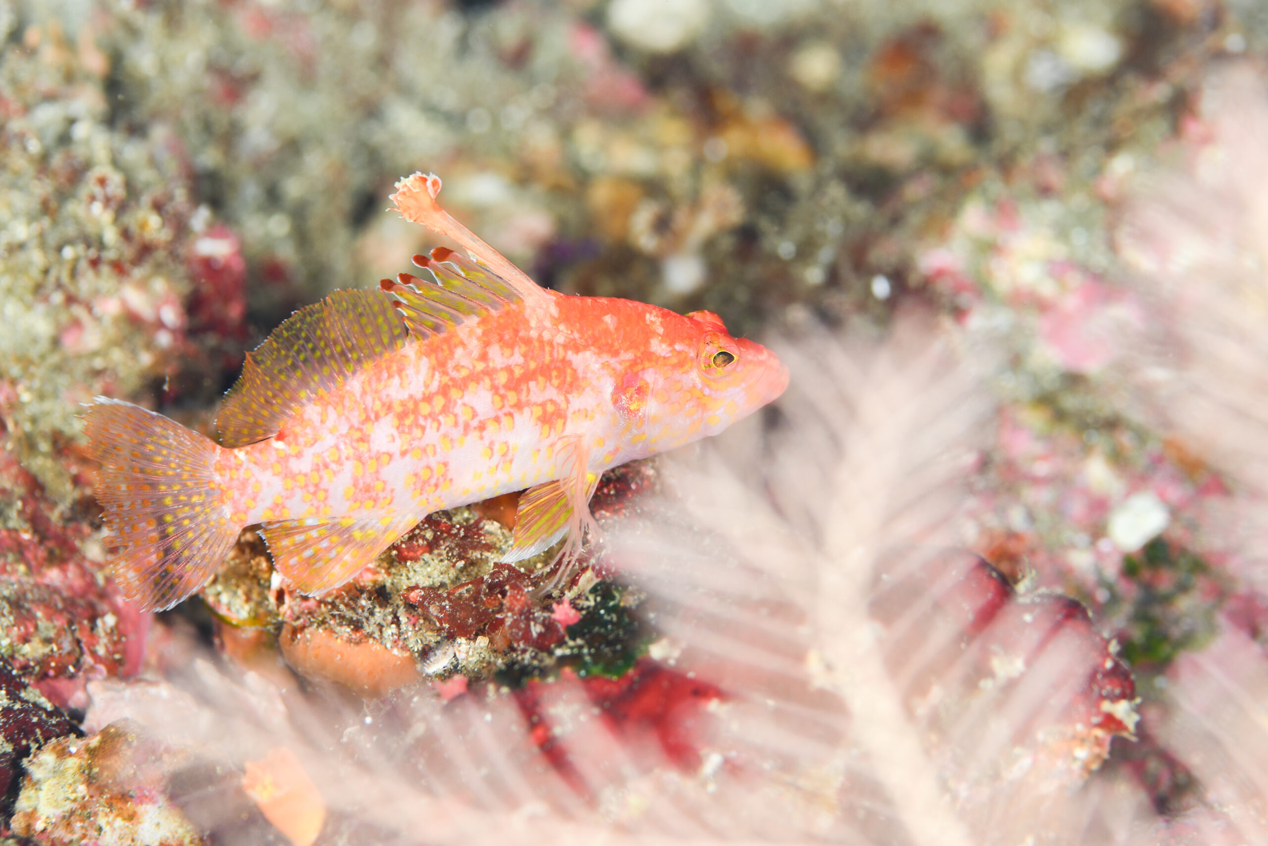 チゴハナダイ（Plectranthias altipinnatus）