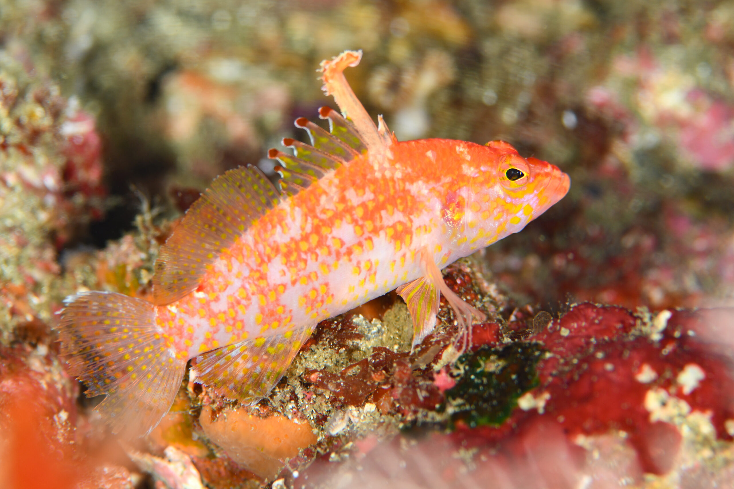 チゴハナダイ（Plectranthias altipinnatus）