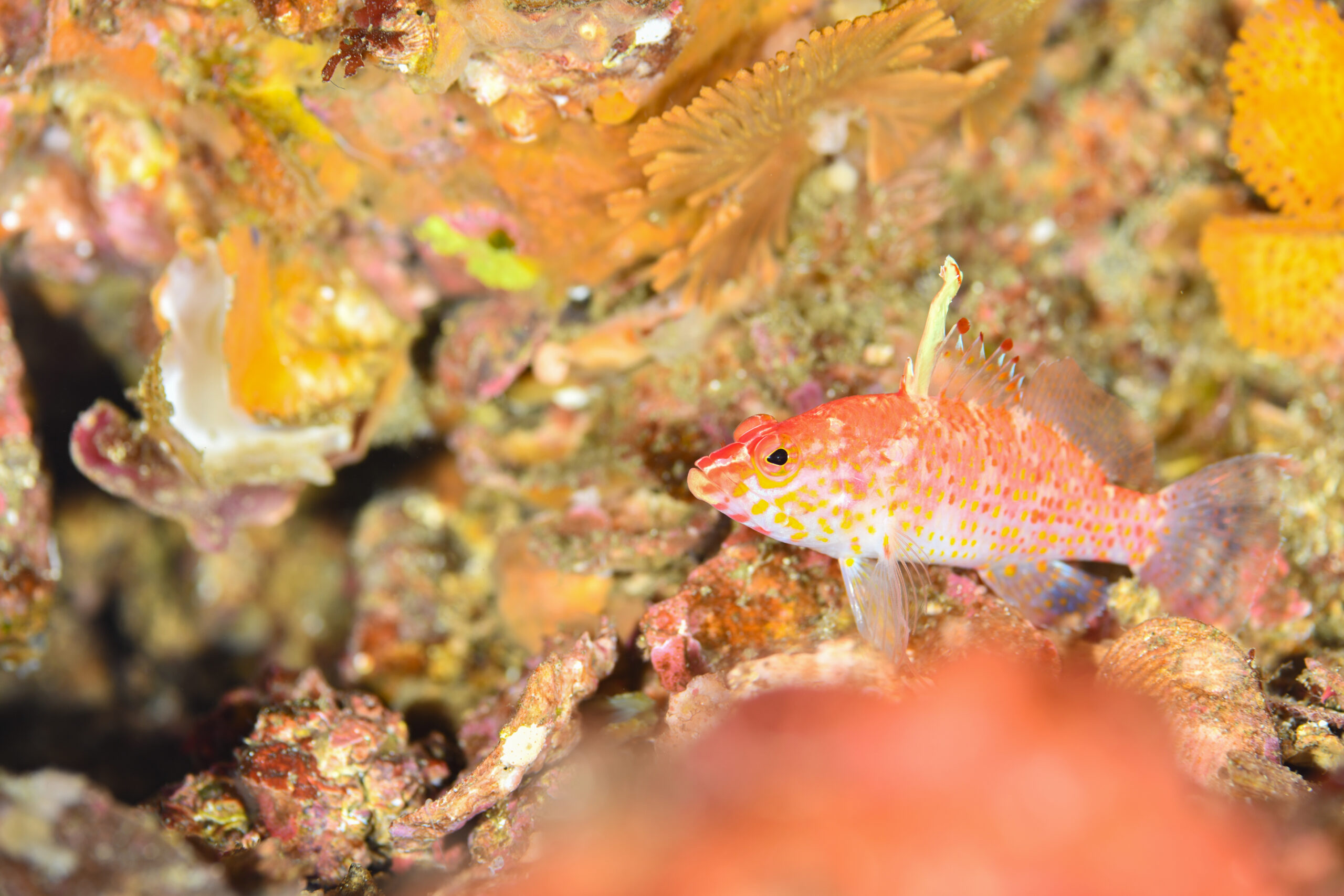 チゴハナダイ（Plectranthias altipinnatus）