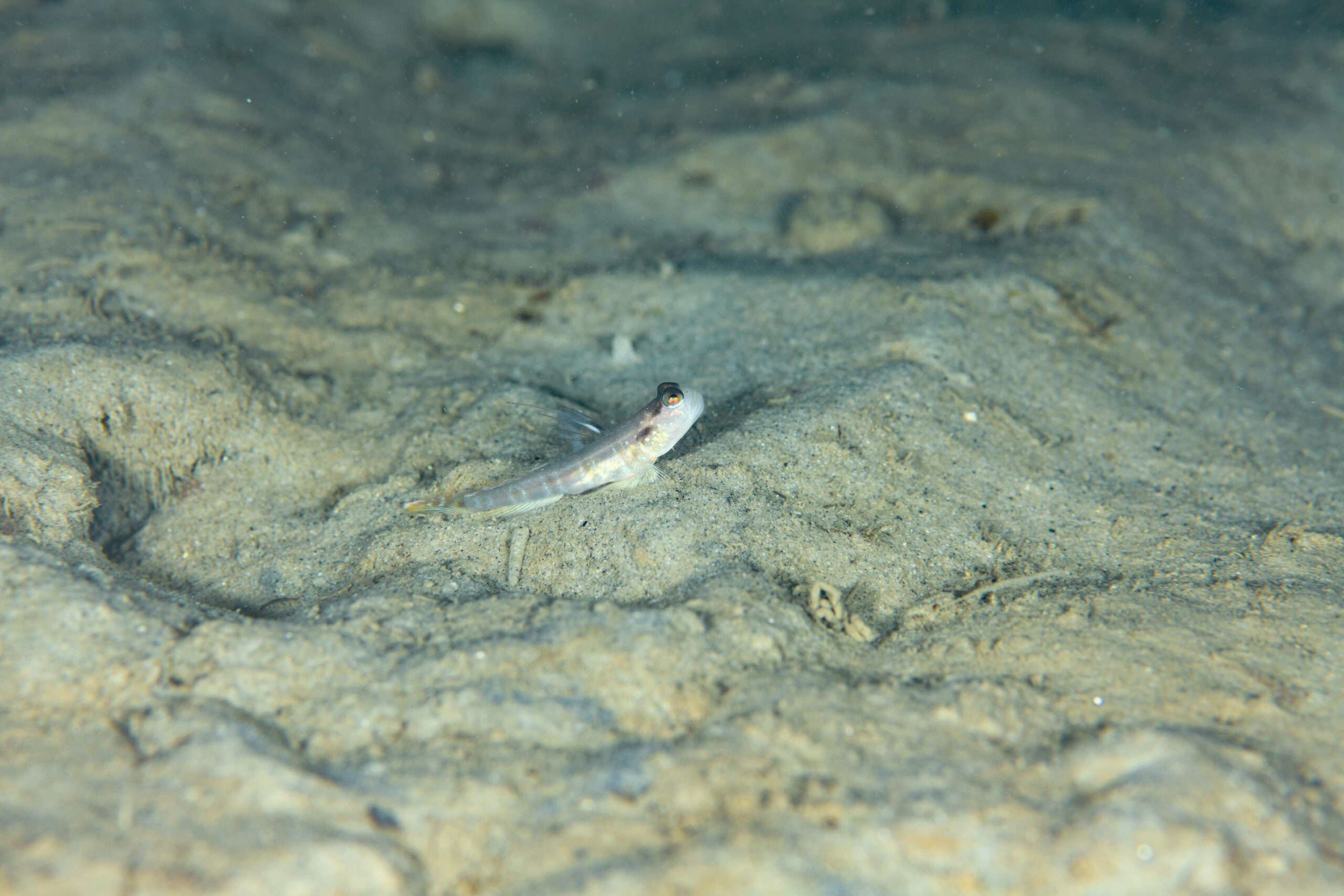 イトヒキハゼ(Cryptocentrus filifer)
撮影地:富山(滑川)