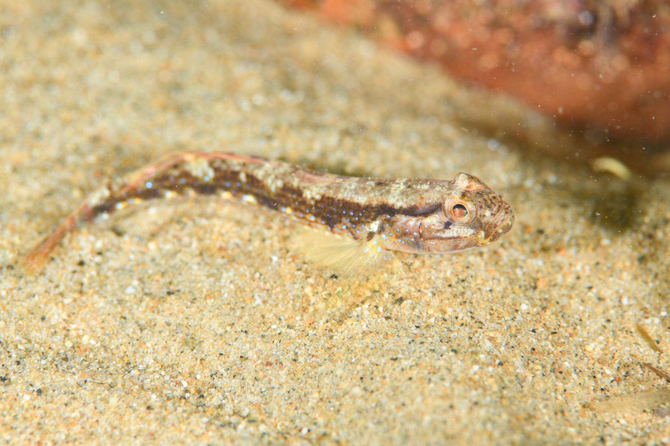 スジハゼの婚姻色(Acentrogobius virgatulus)
撮影地:富山(滑川)