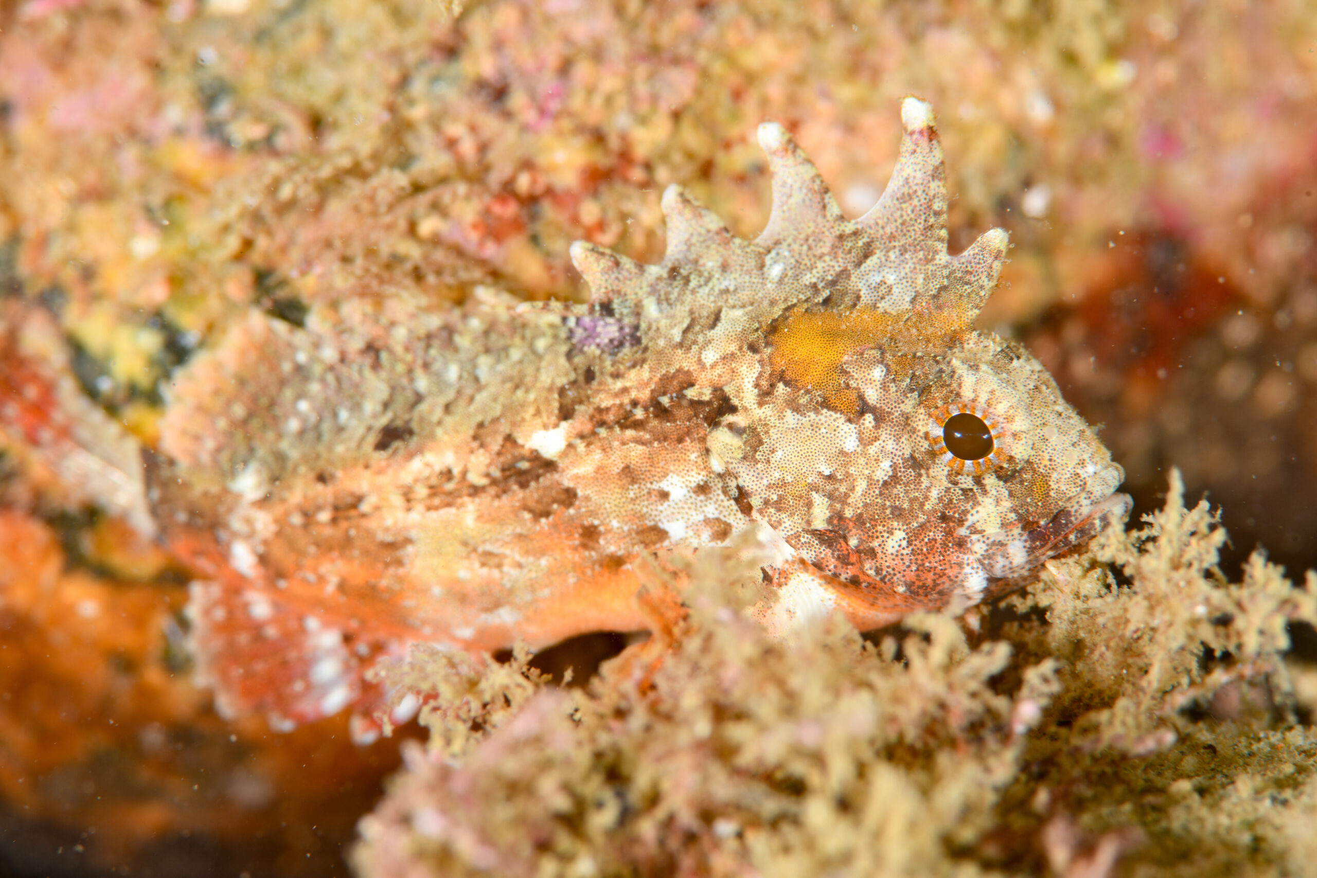 ハオコゼの幼魚(Hypodytes rubripinnis)
撮影地:富山(滑川)