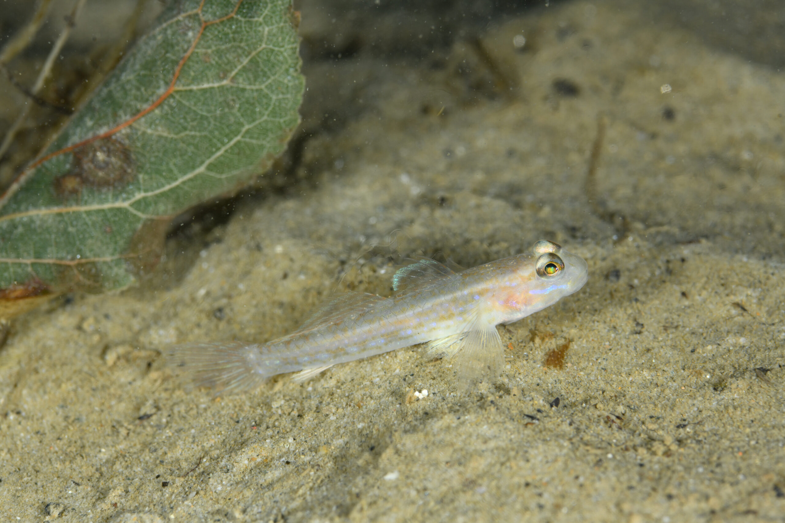 ホシノハゼ(Istigobius hoshinonis)
撮影地:富山(滑川)