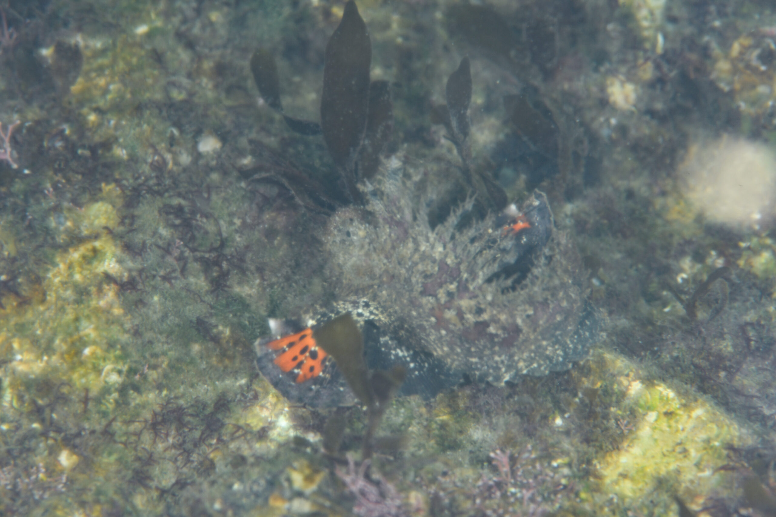オニオコゼ(Inimicus japonicus)
撮影地:富山(滑川)