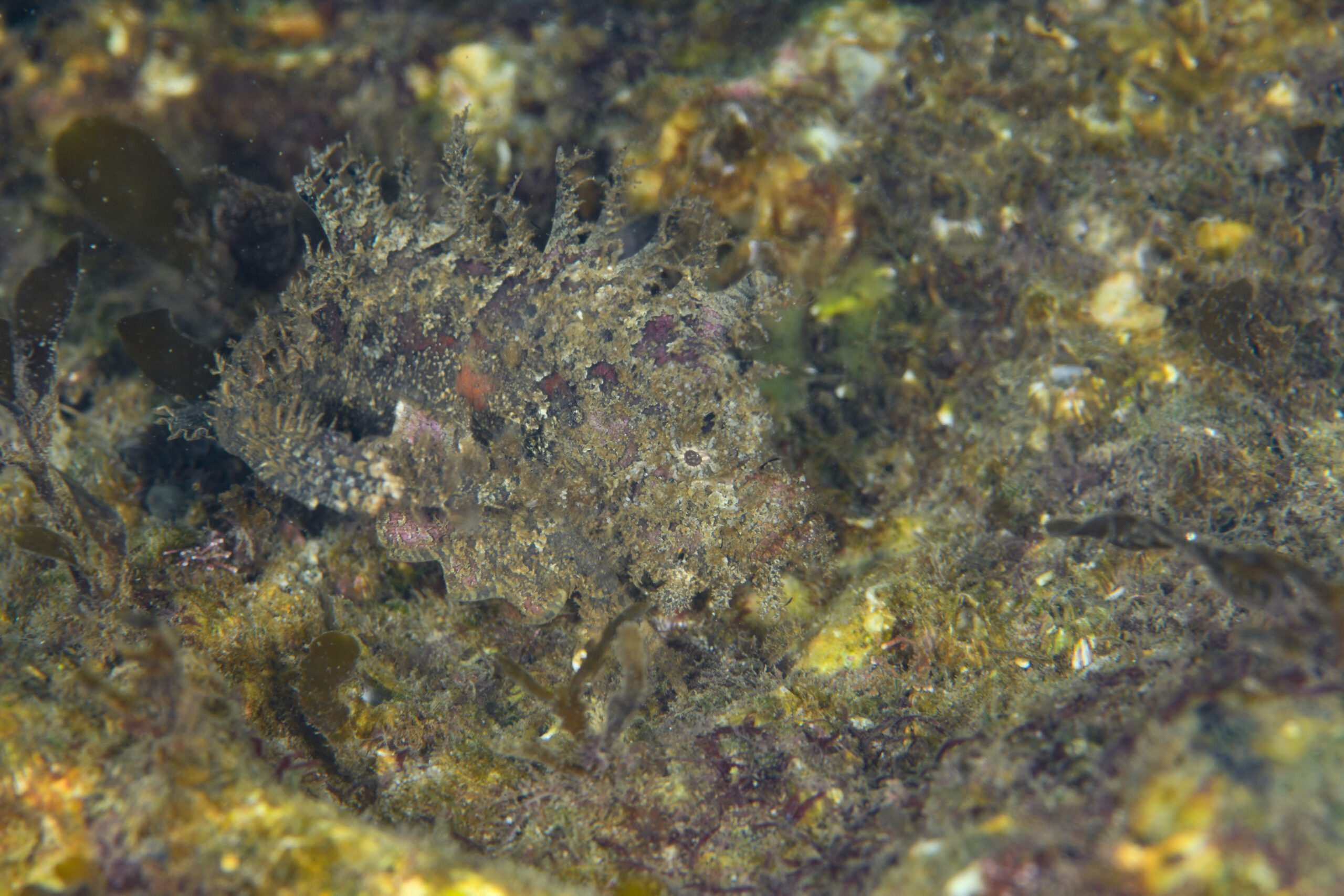 オニオコゼ(Inimicus japonicus)
撮影地:富山(滑川)