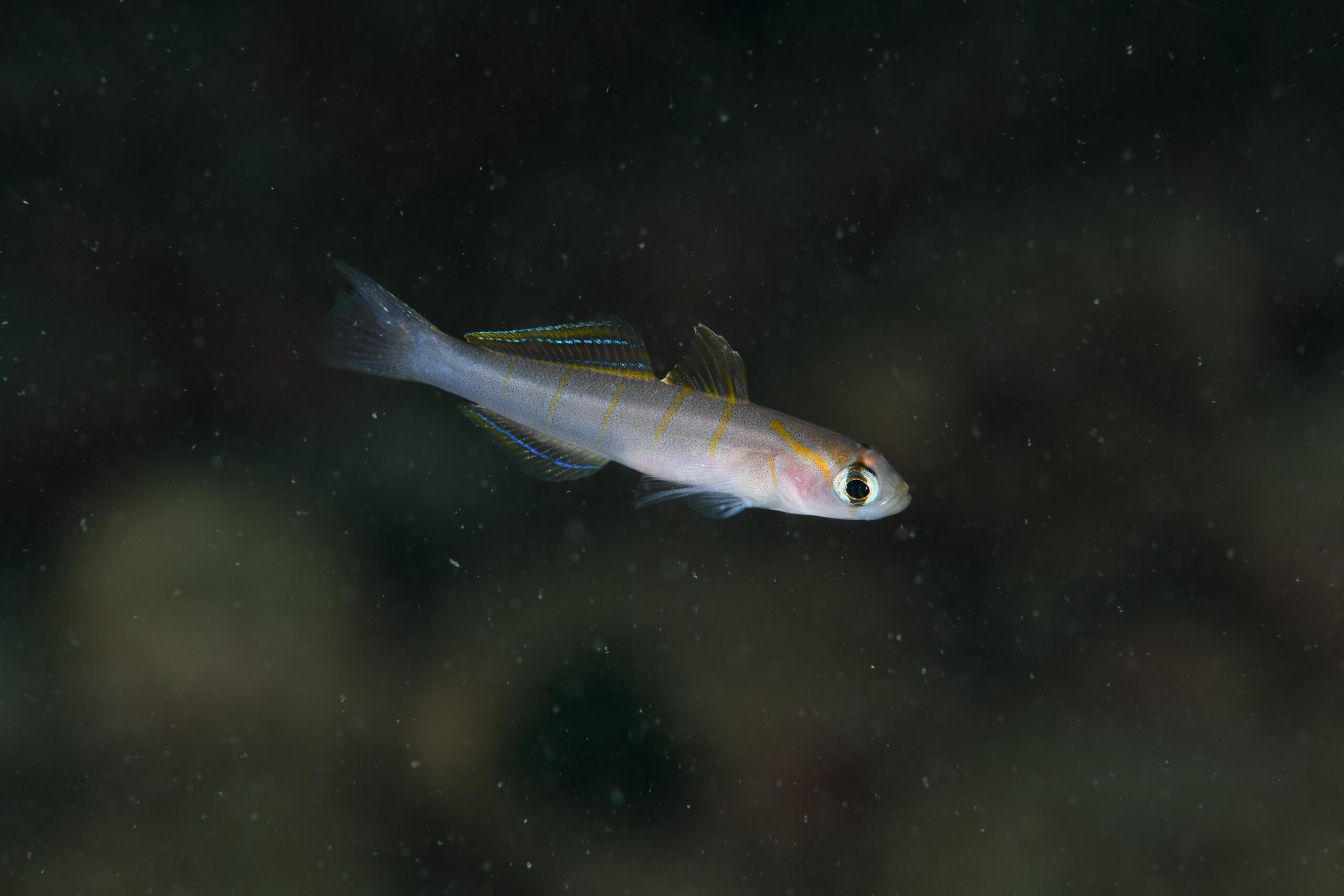 チャガラ(Pterogobius zonoleucus)
撮影地:富山(滑川)