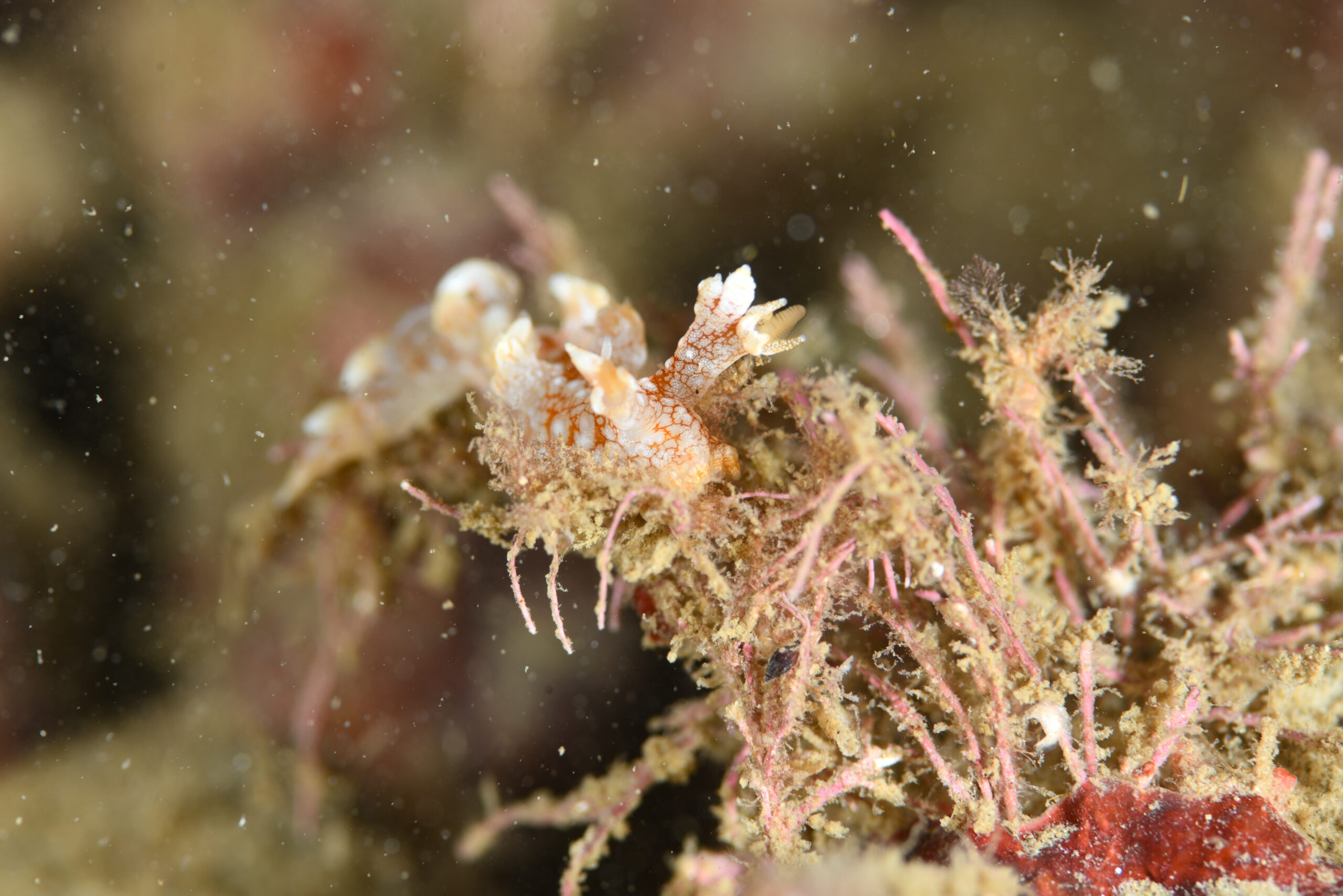 ユビウミウシ(Bornella stellifera)
撮影地:富山(滑川)