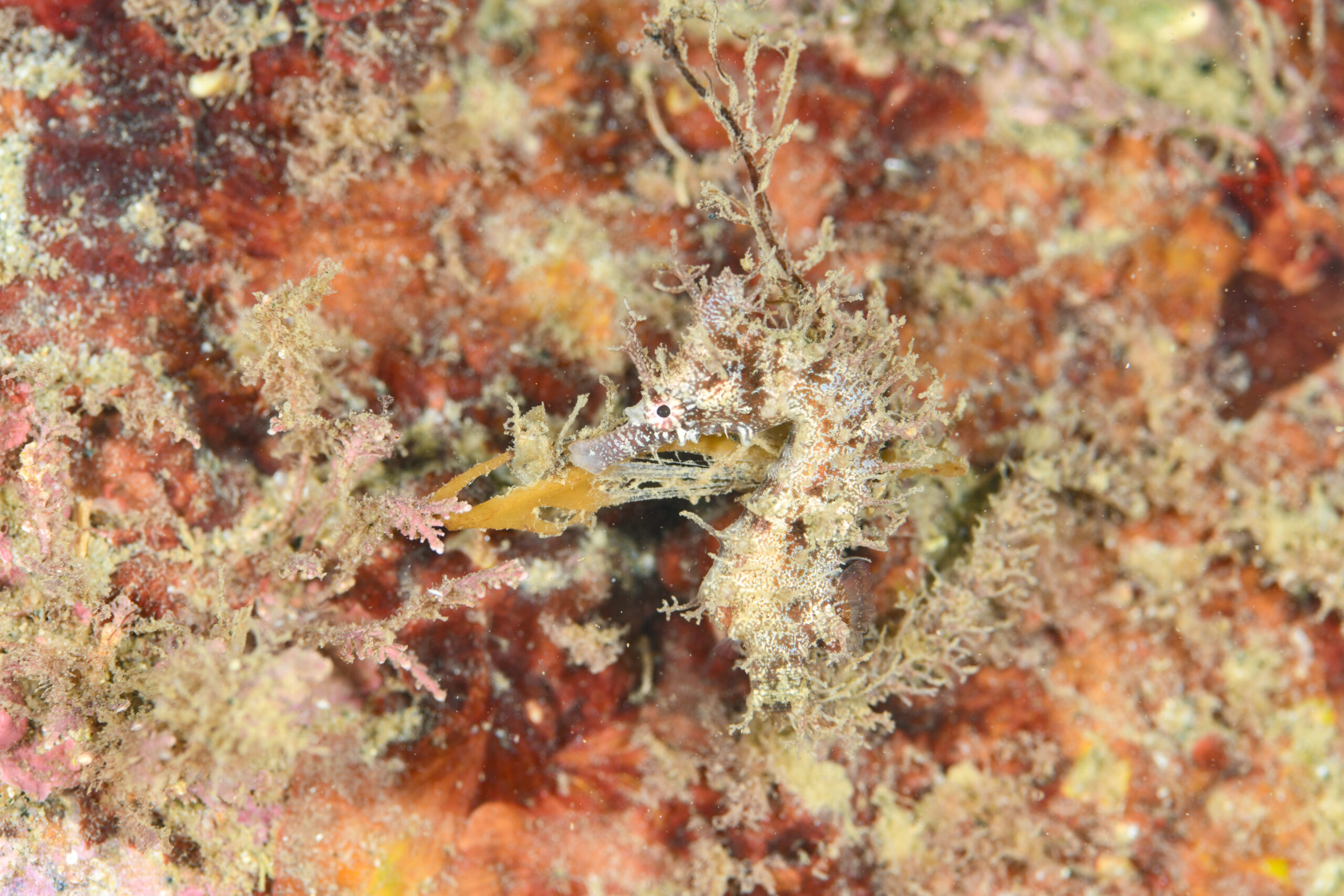 ハナタツ(Hippocampus sindonis)
撮影地:富山(滑川)