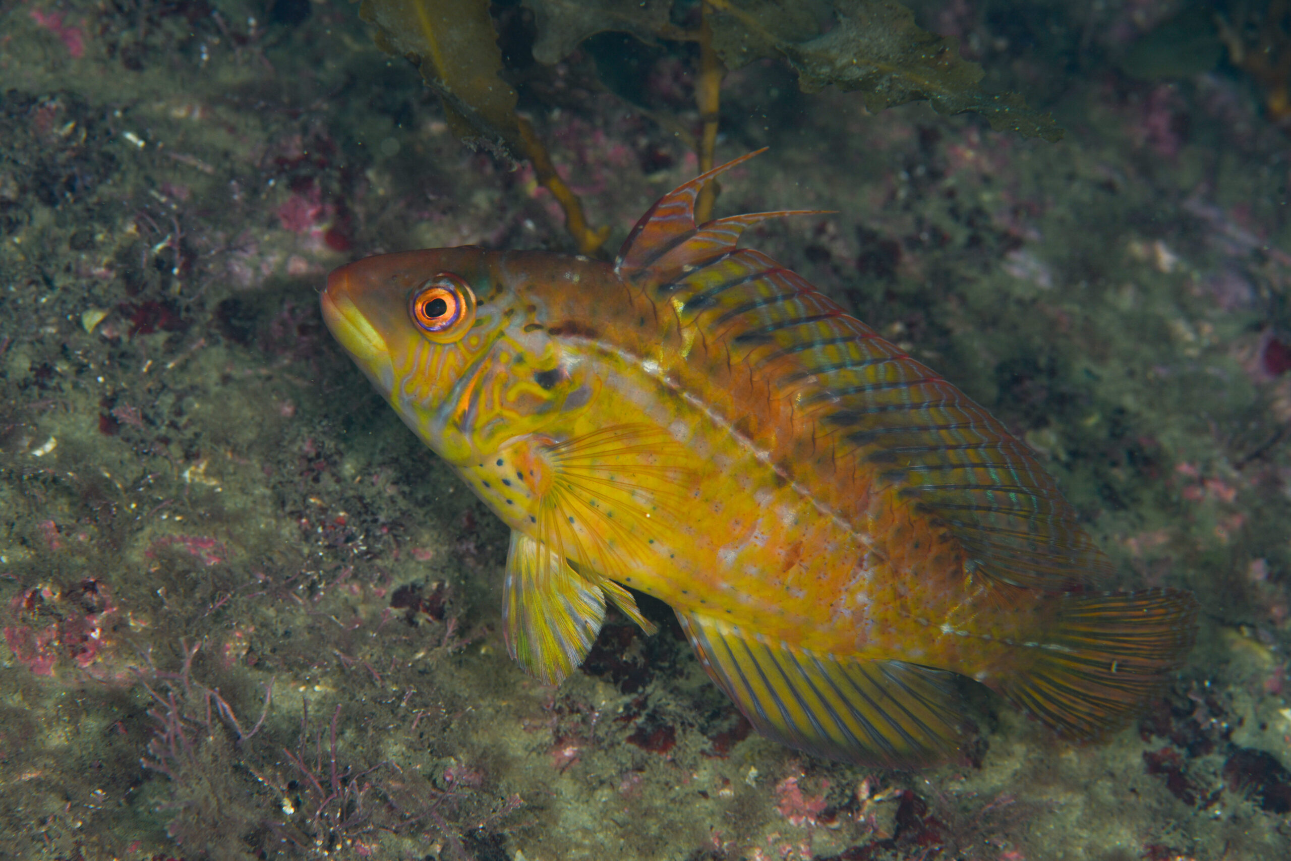 オハグロベラのオス(Pteragogus aurigarius)
撮影地:富山(滑川)