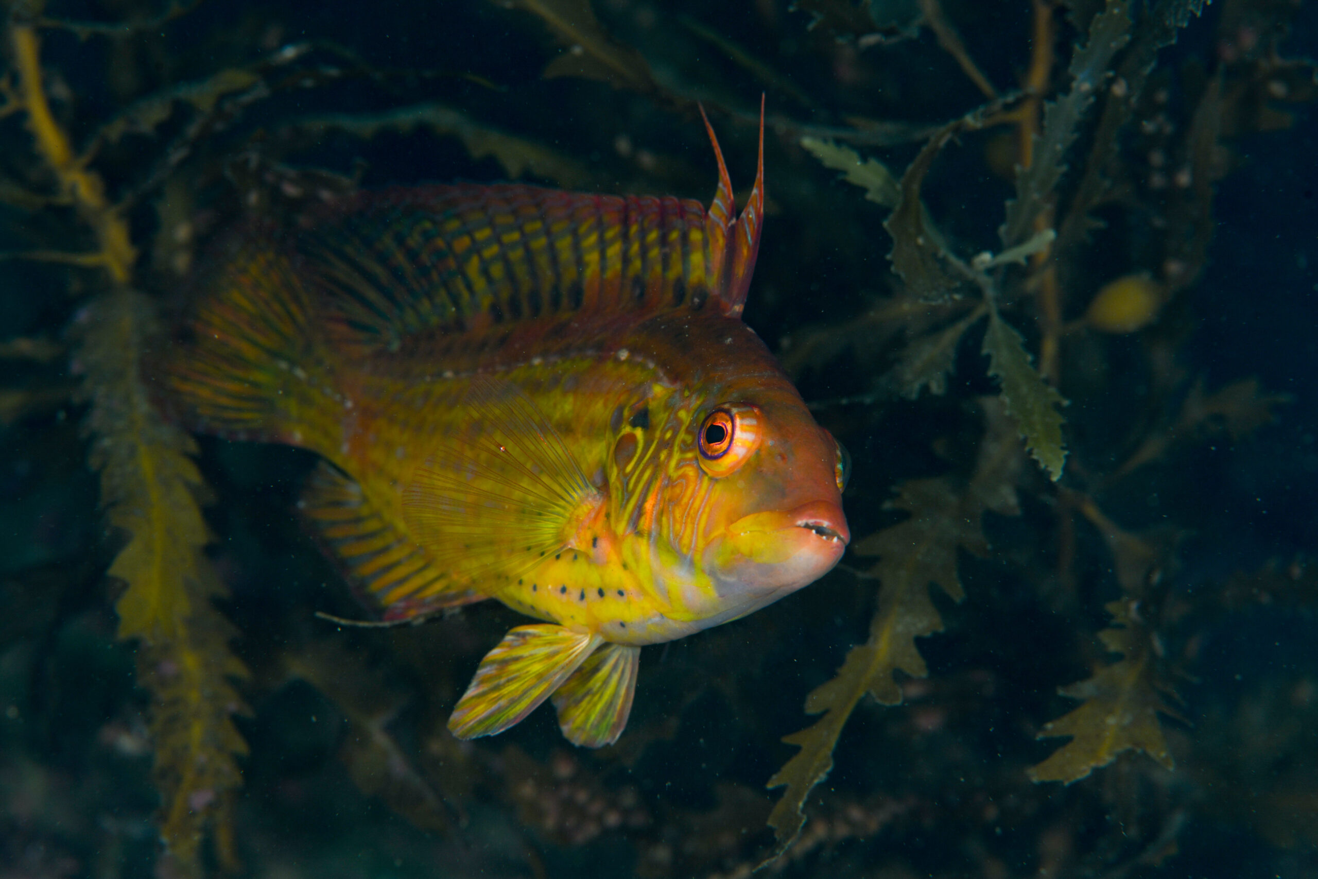 オハグロベラのオス(Pteragogus aurigarius)
撮影地:富山(滑川)
