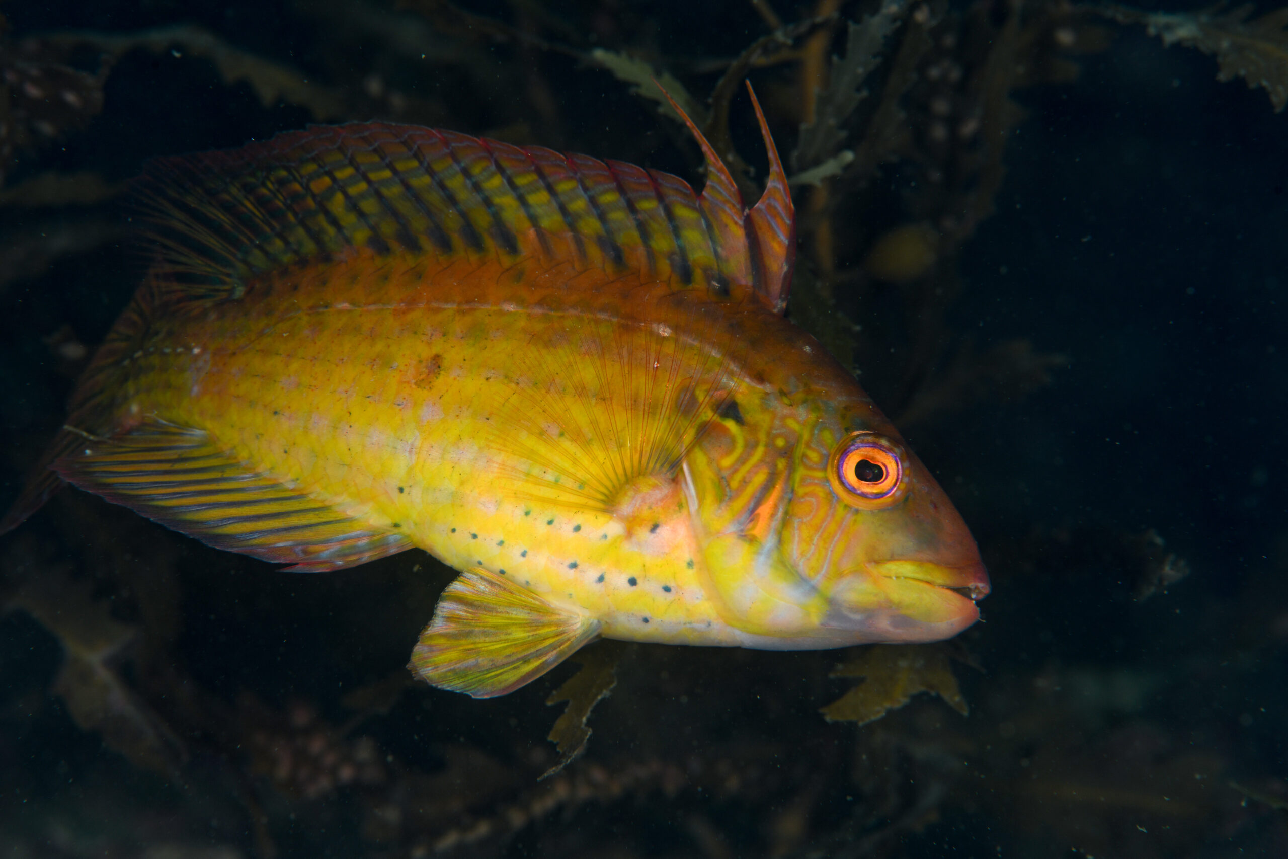 オハグロベラのオス(Pteragogus aurigarius)
撮影地:富山(滑川)