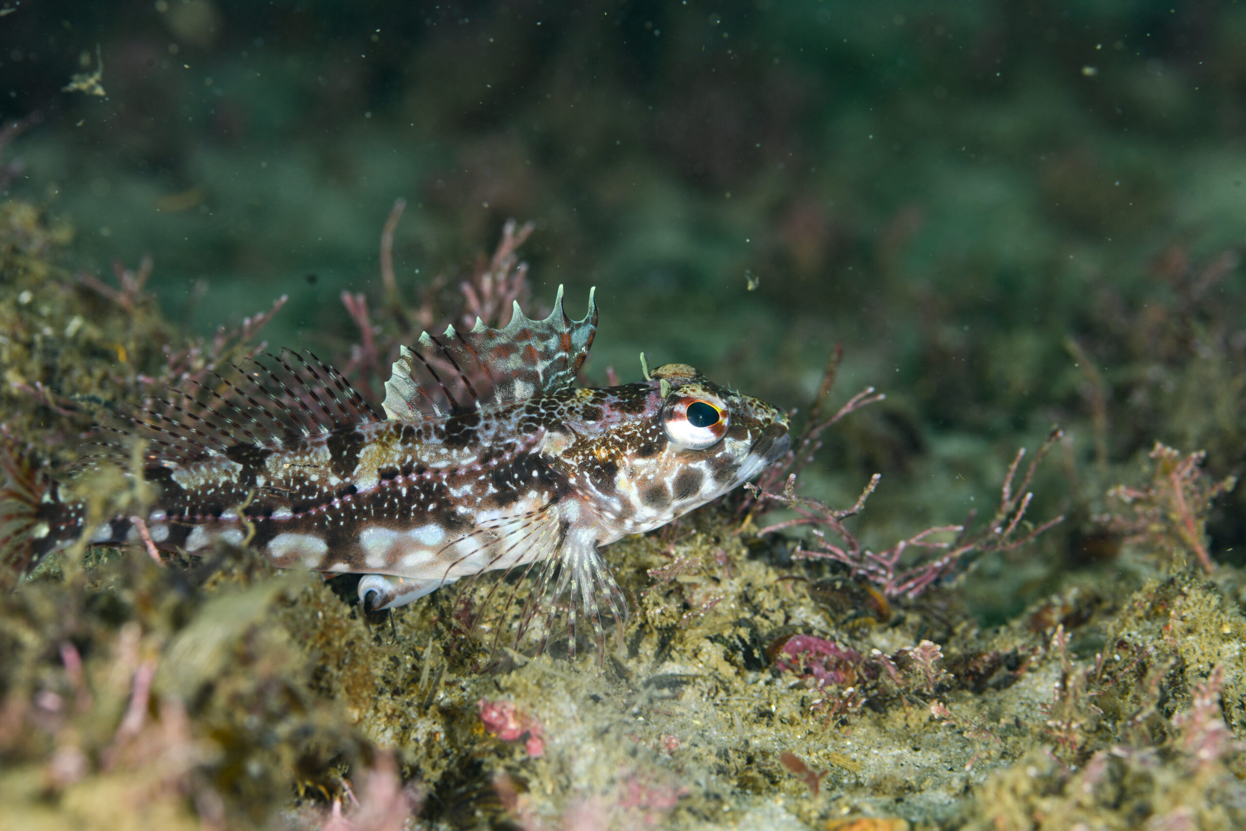 アサヒアナハゼのオス(Pseudoblennius cottoides)
撮影地:富山(滑川)