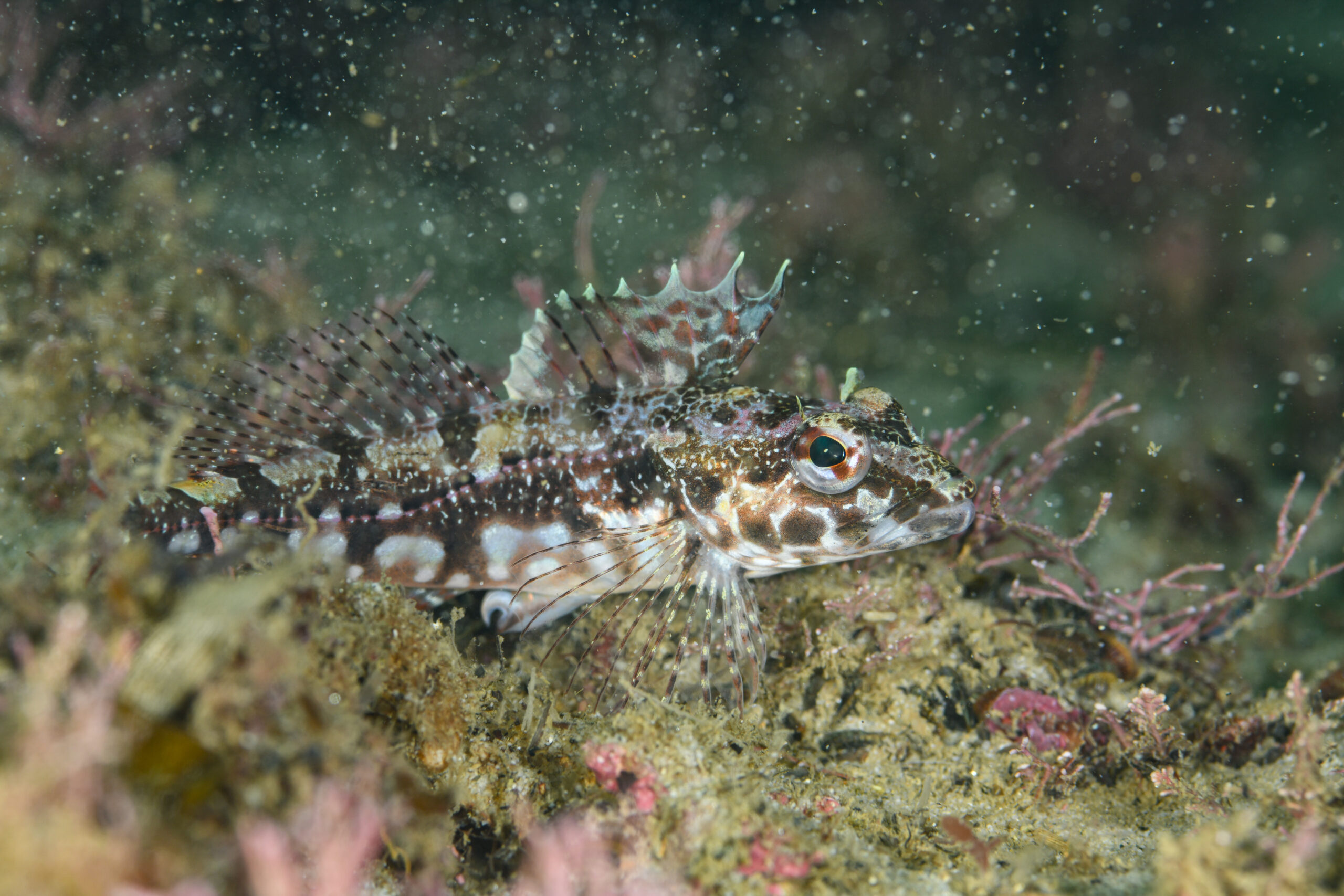 アサヒアナハゼのオス(Pseudoblennius cottoides)
撮影地:富山(滑川)