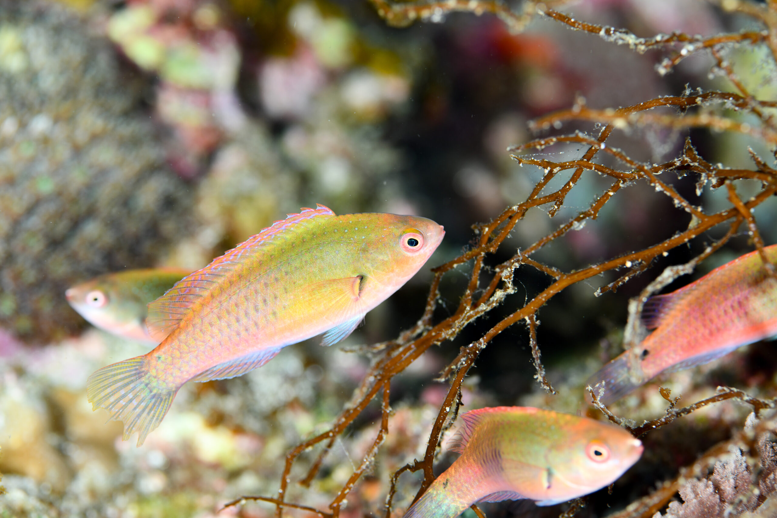 クロヘリイトヒキベラのメス(♀)(Cirrhilabrus cyanopleura)
撮影地:屋久島