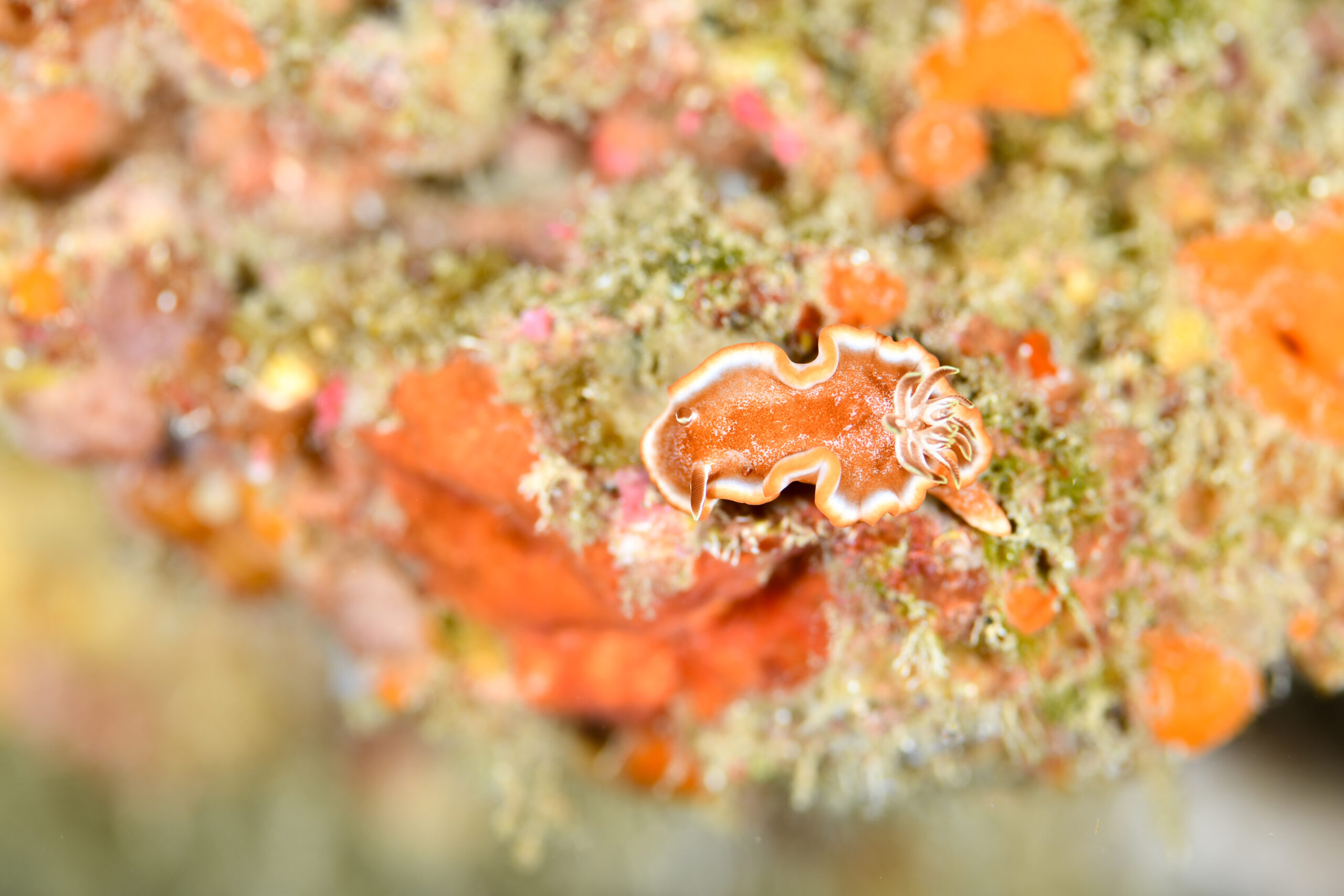 キャラメルウミウシ(Glossodoris rufomarginata)
撮影地:屋久島