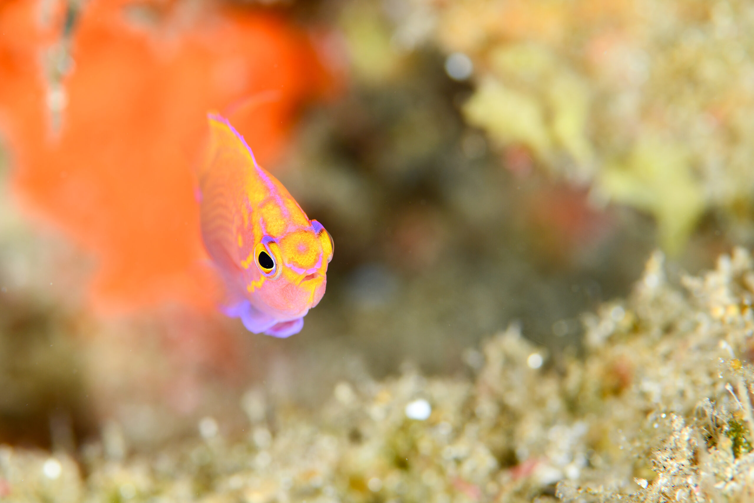 ハナゴンベの幼魚(Serranocirrhitus latus)
撮影地:屋久島