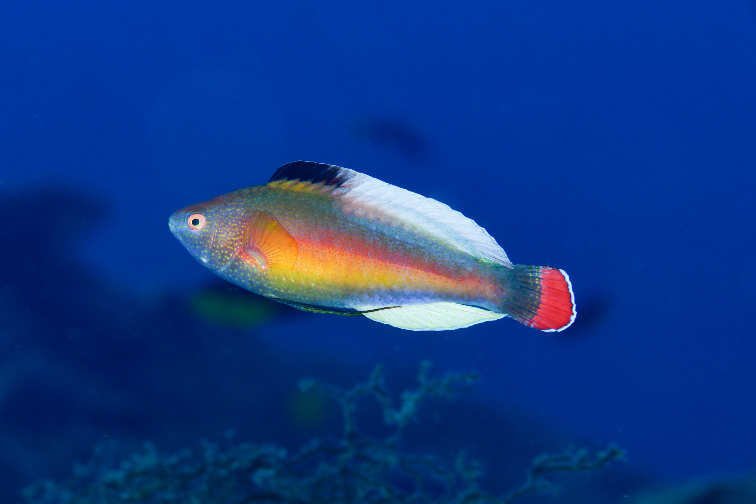 ベニヒレイトヒキベラの婚姻色(Cirrhilabrus rubrimarginatus)
撮影地:屋久島