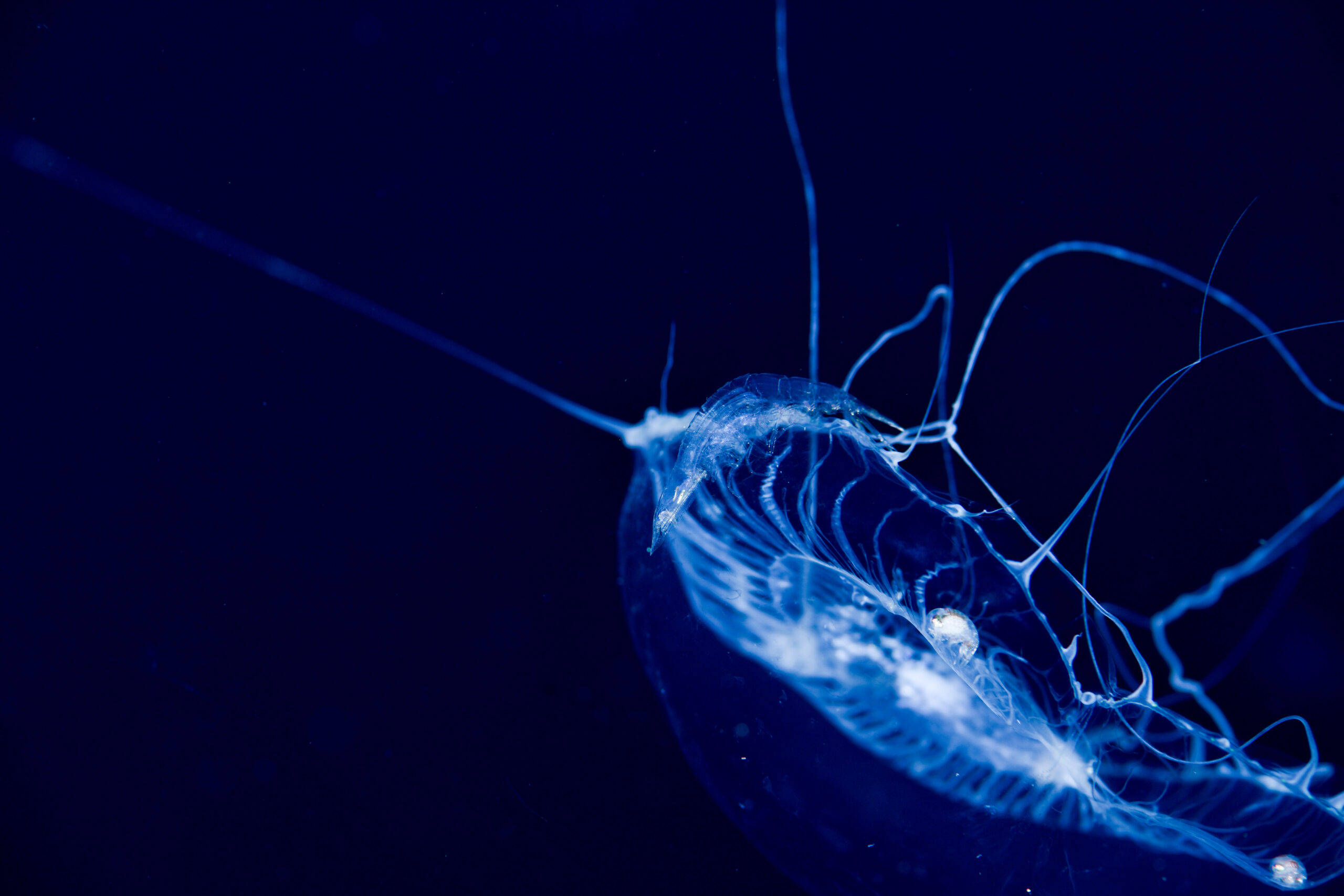 クラゲについてるノミ