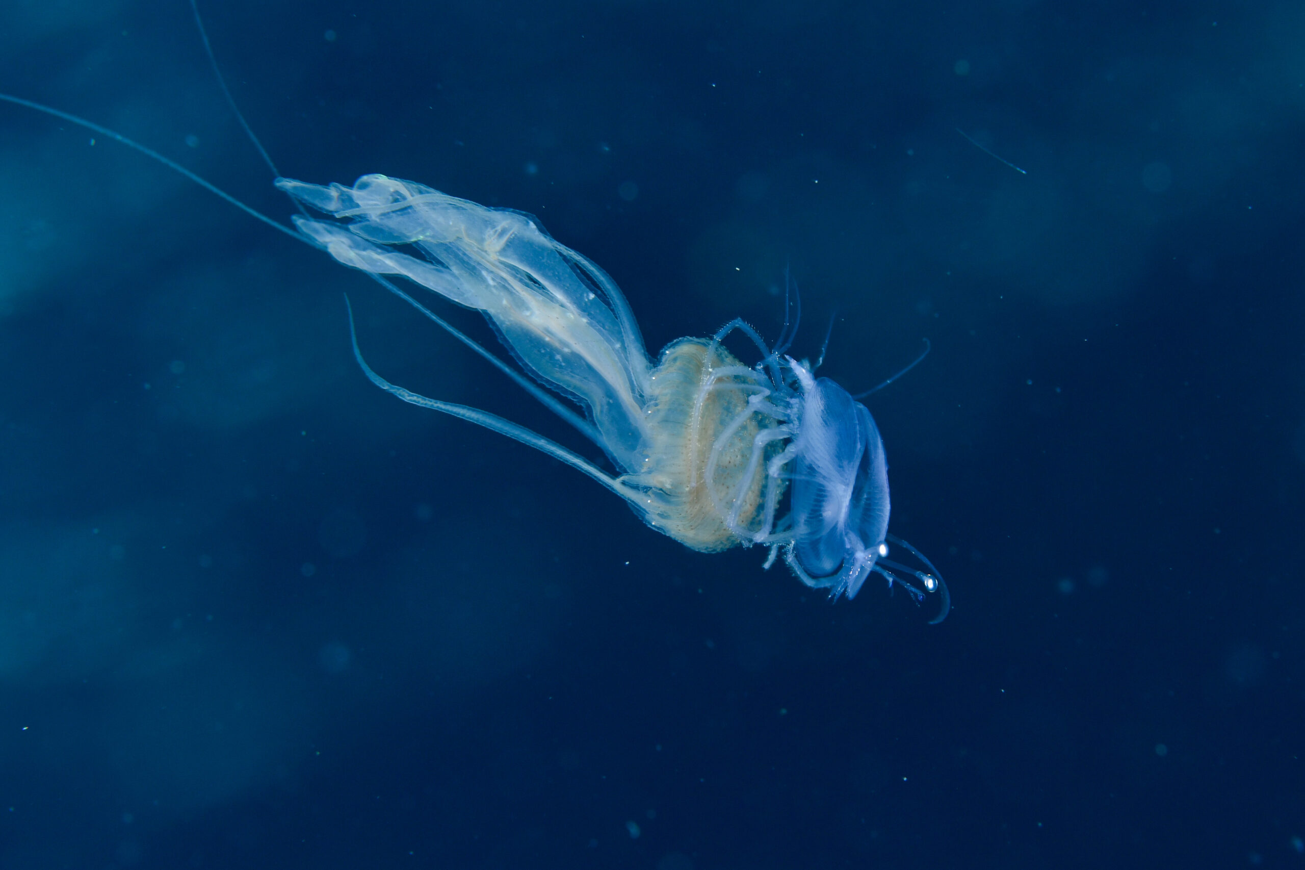 ウチワエビのフィロゾーマ幼生(Ibacus ciliatus)
撮影地:屋久島