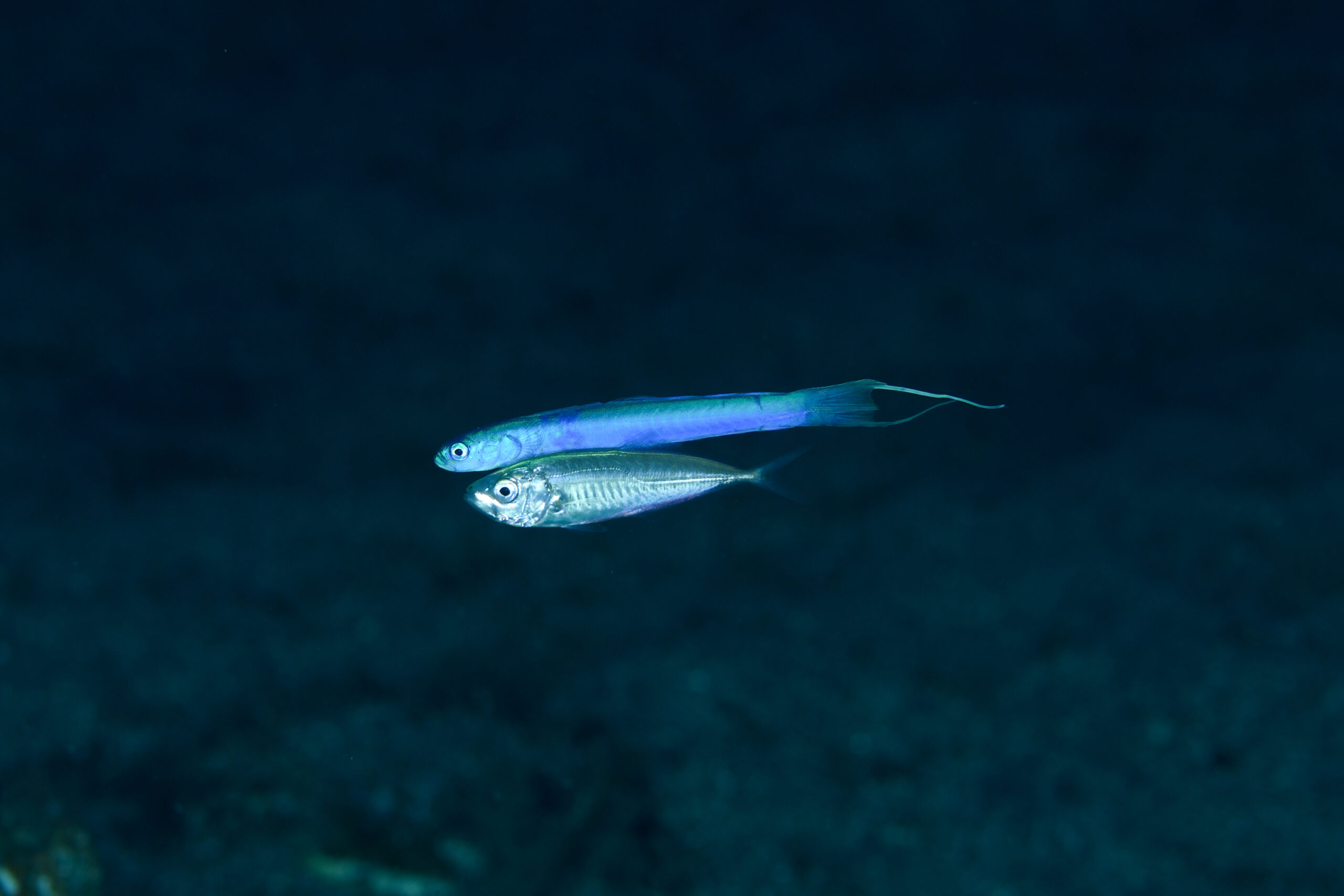 リュウキュウハナハゼ(Ptereleotris sp.)とアジ
撮影地:屋久島