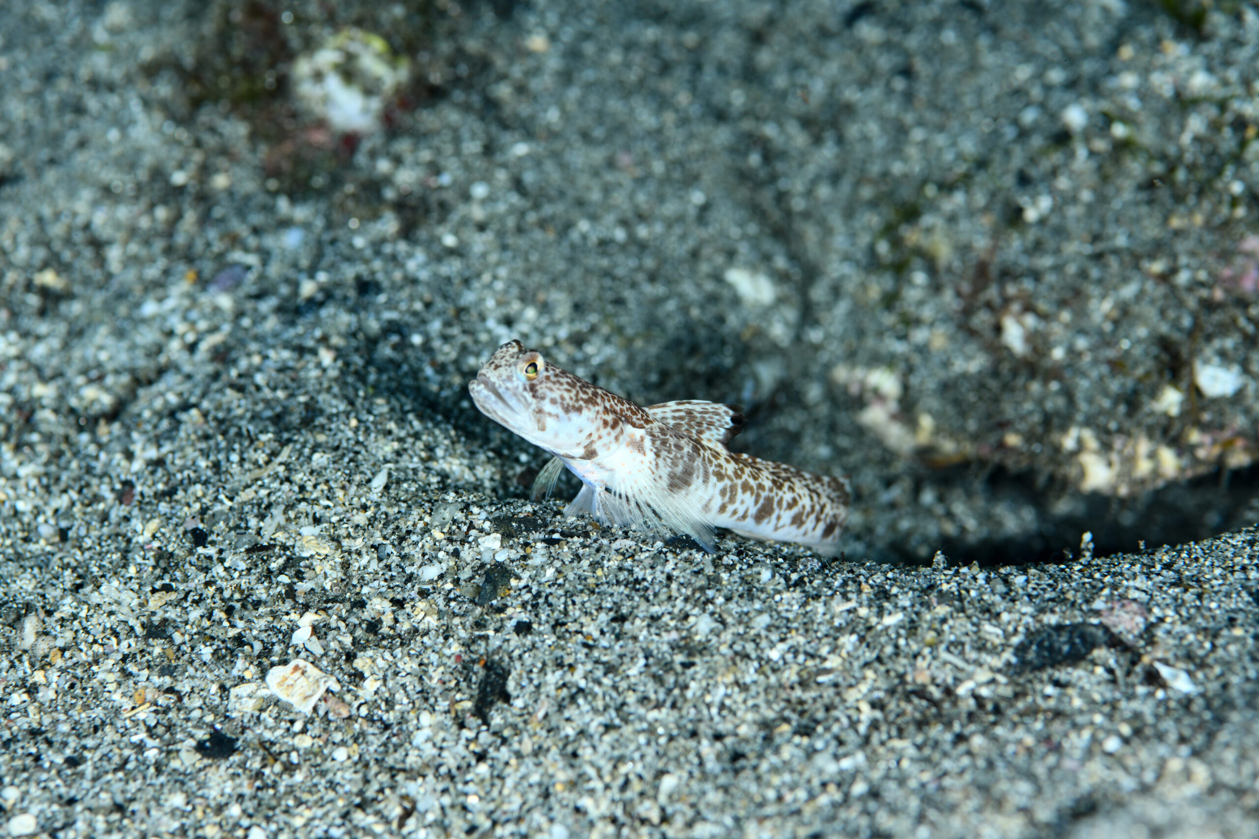 オニハゼ(Tomiyamichthys oni)
撮影地:屋久島