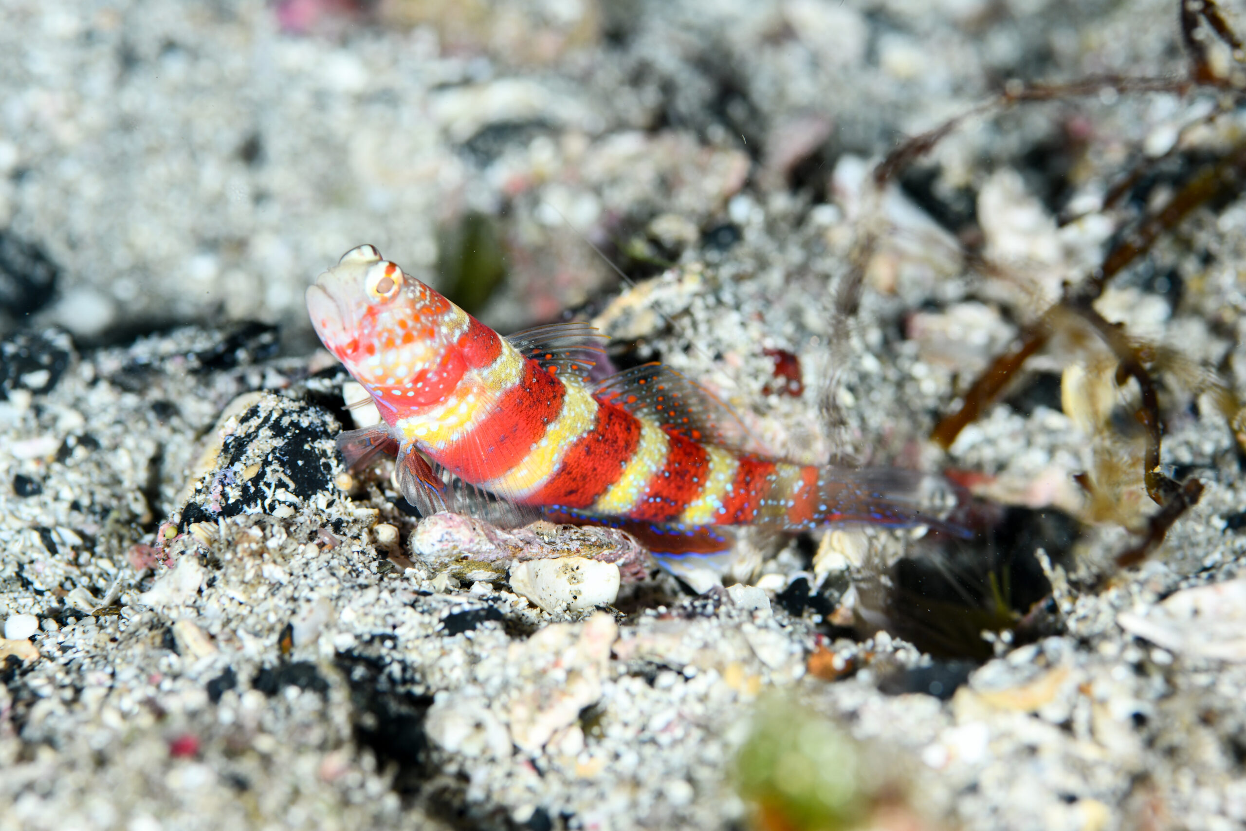 クビアカハゼ(Amblyeleotris wheeleri)
撮影地:屋久島