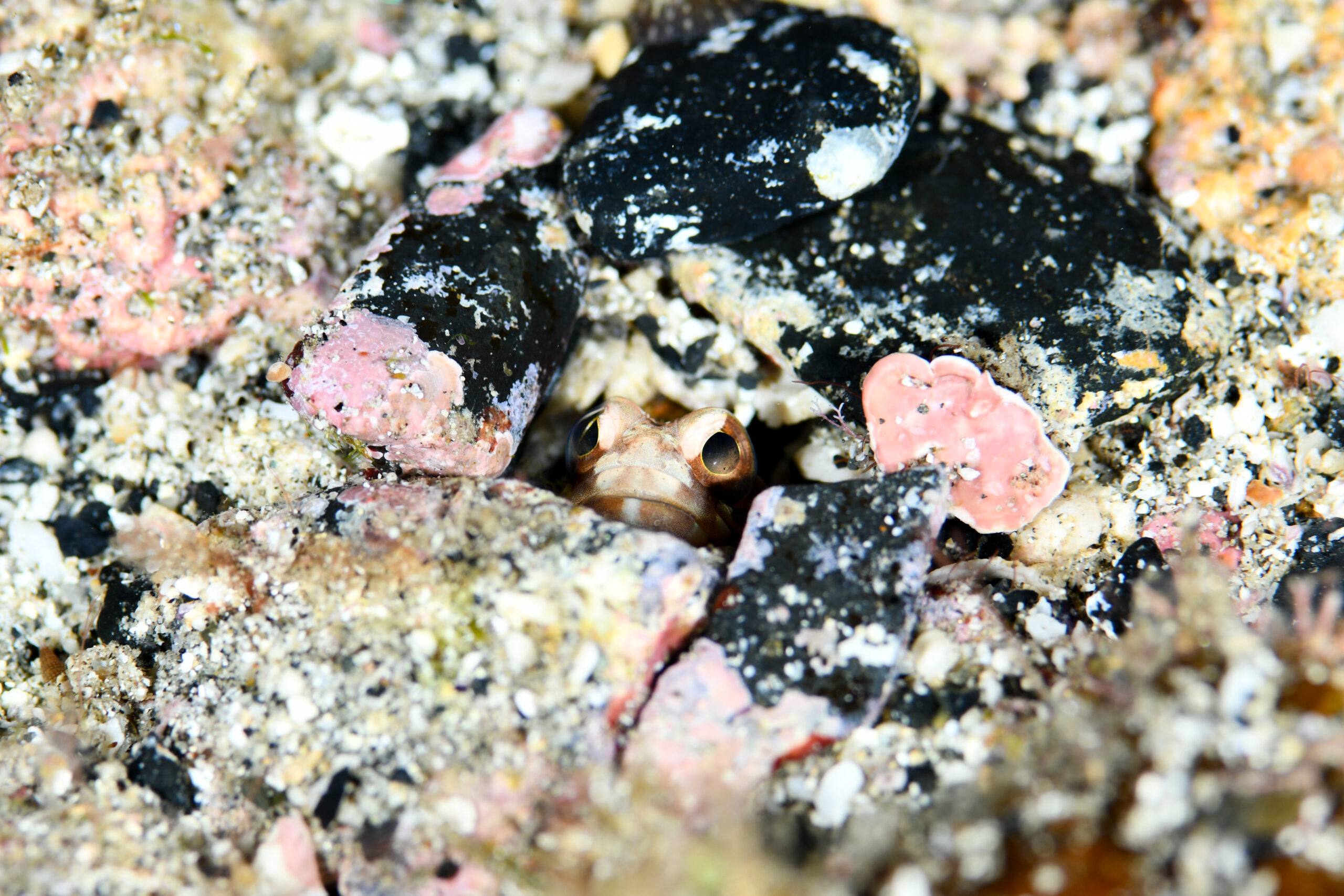 カエルアマダイ(Stalix histrio)
撮影地:屋久島