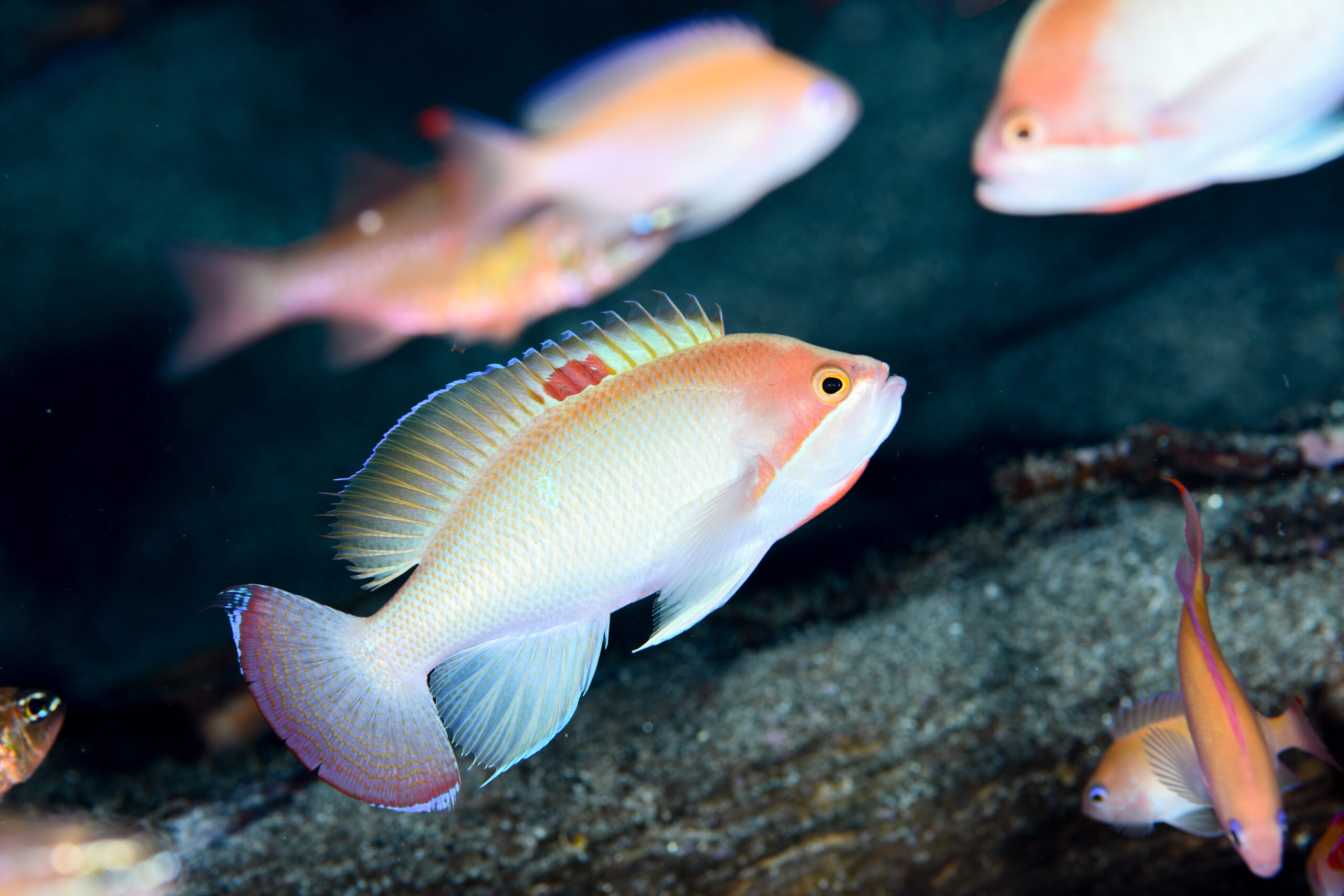 ケラマハナダイ(Pseudanthias hypselosoma)
撮影地:屋久島