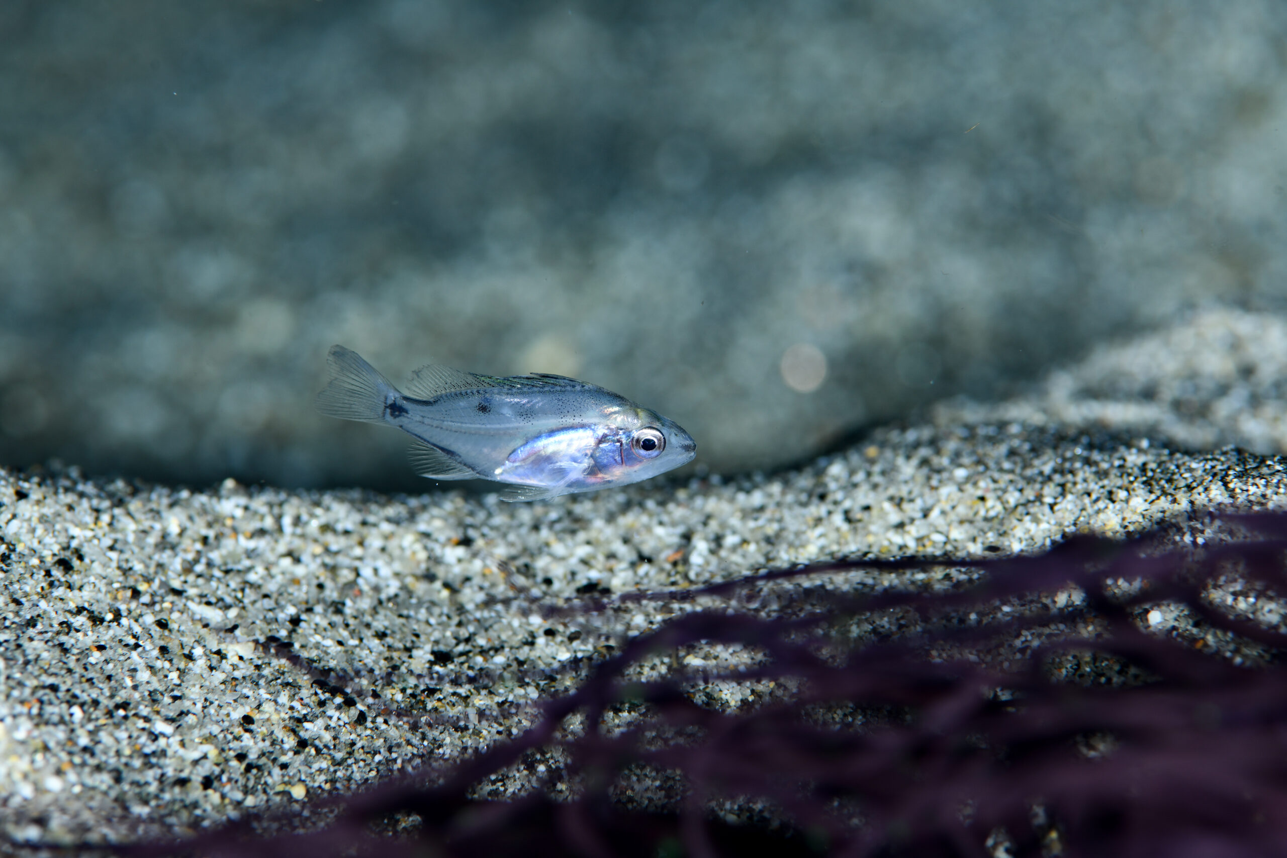 分かりません
撮影地:屋久島