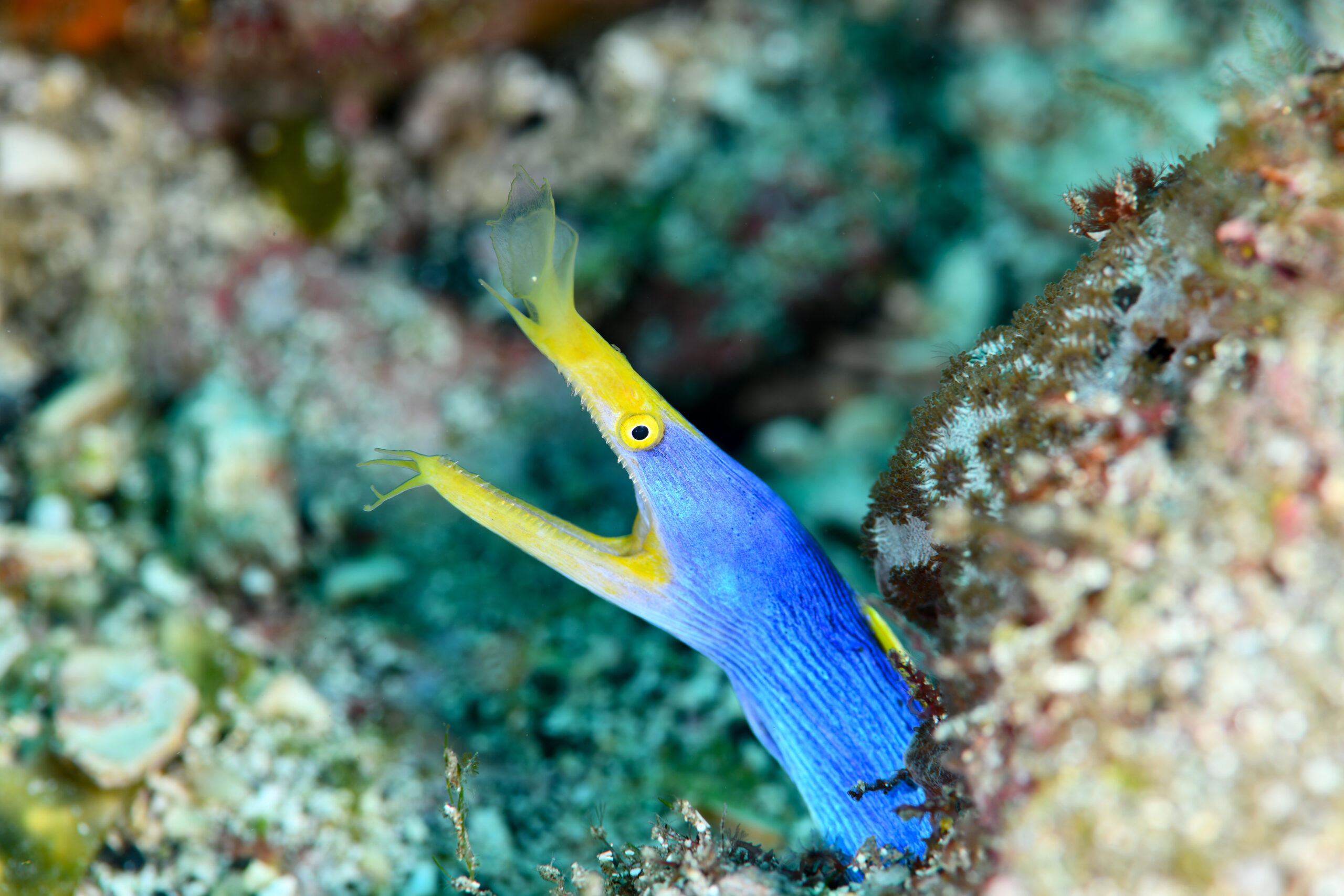 ハナヒゲウツボ(Rhinomuraena quaesita)
撮影地:屋久島