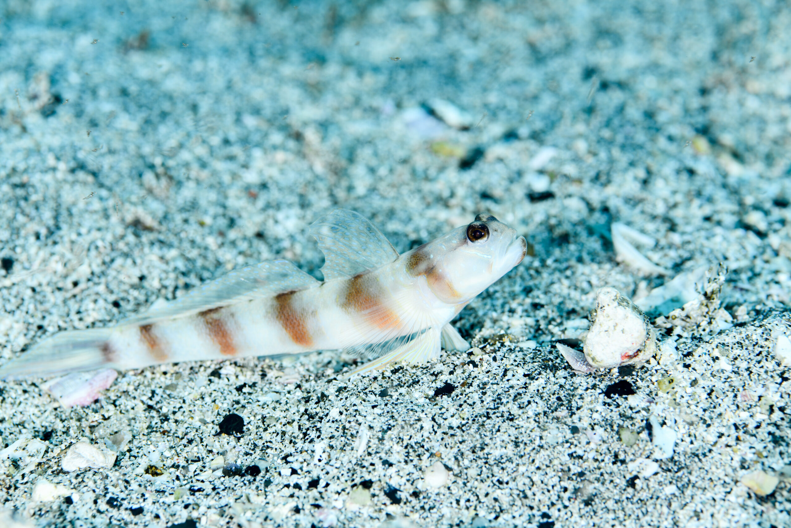 ダテハゼ(Amblyeleotris japonica)
撮影地:屋久島