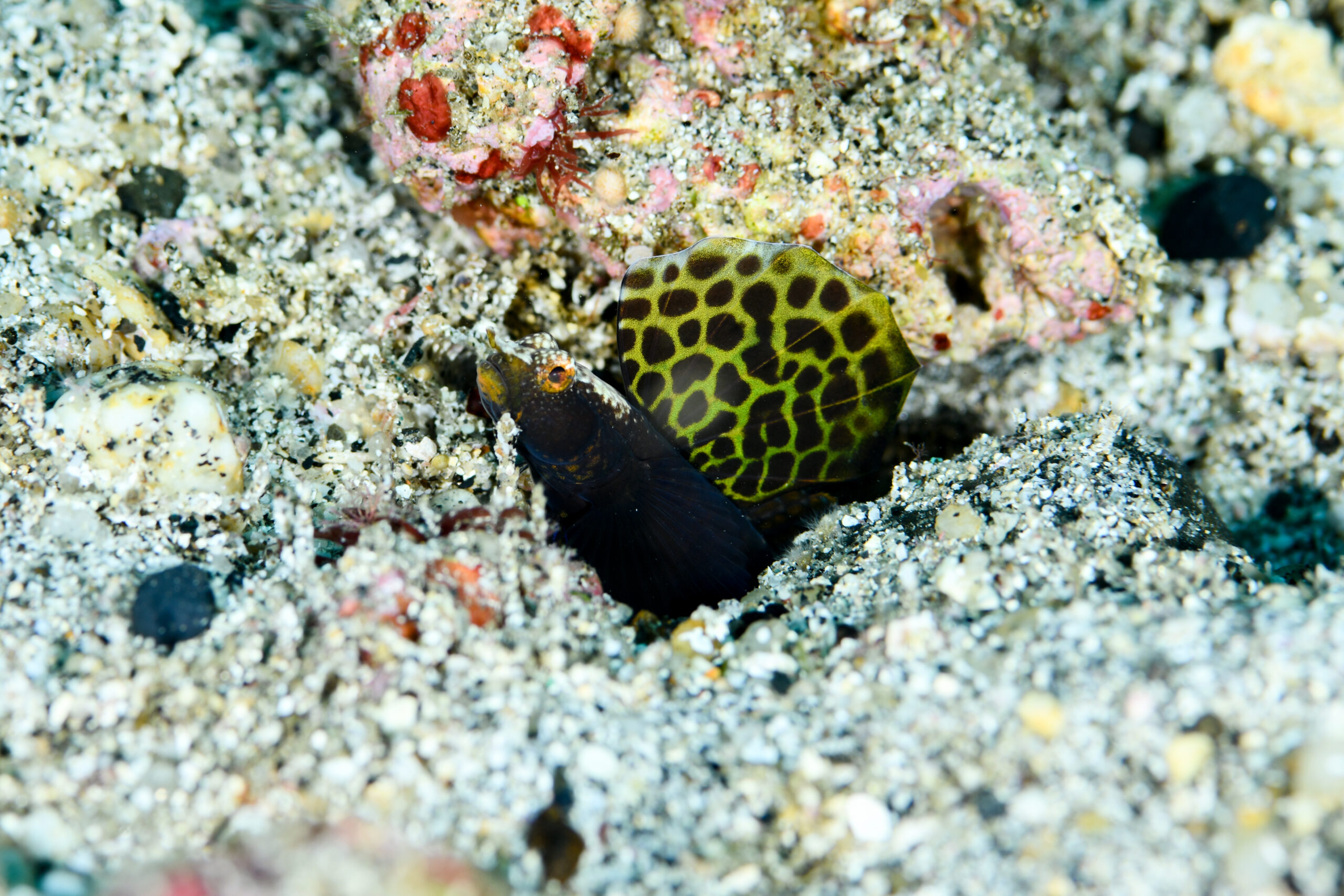 ホタテツノハゼ(Tomiyamichthys sp.)
撮影地:屋久島