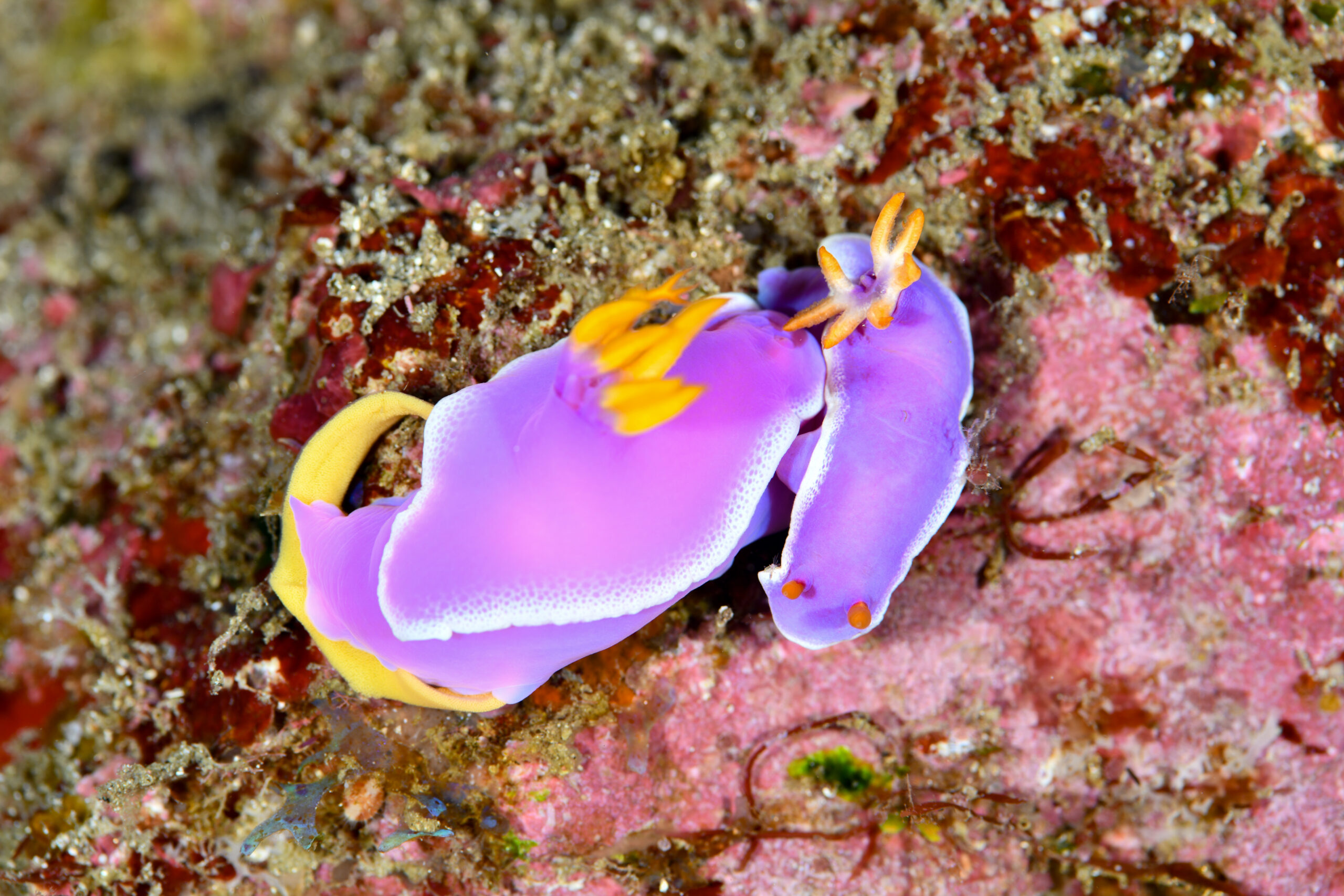 シンデレラウミウシの交接(Hypselodoris apolegma)
撮影地:屋久島