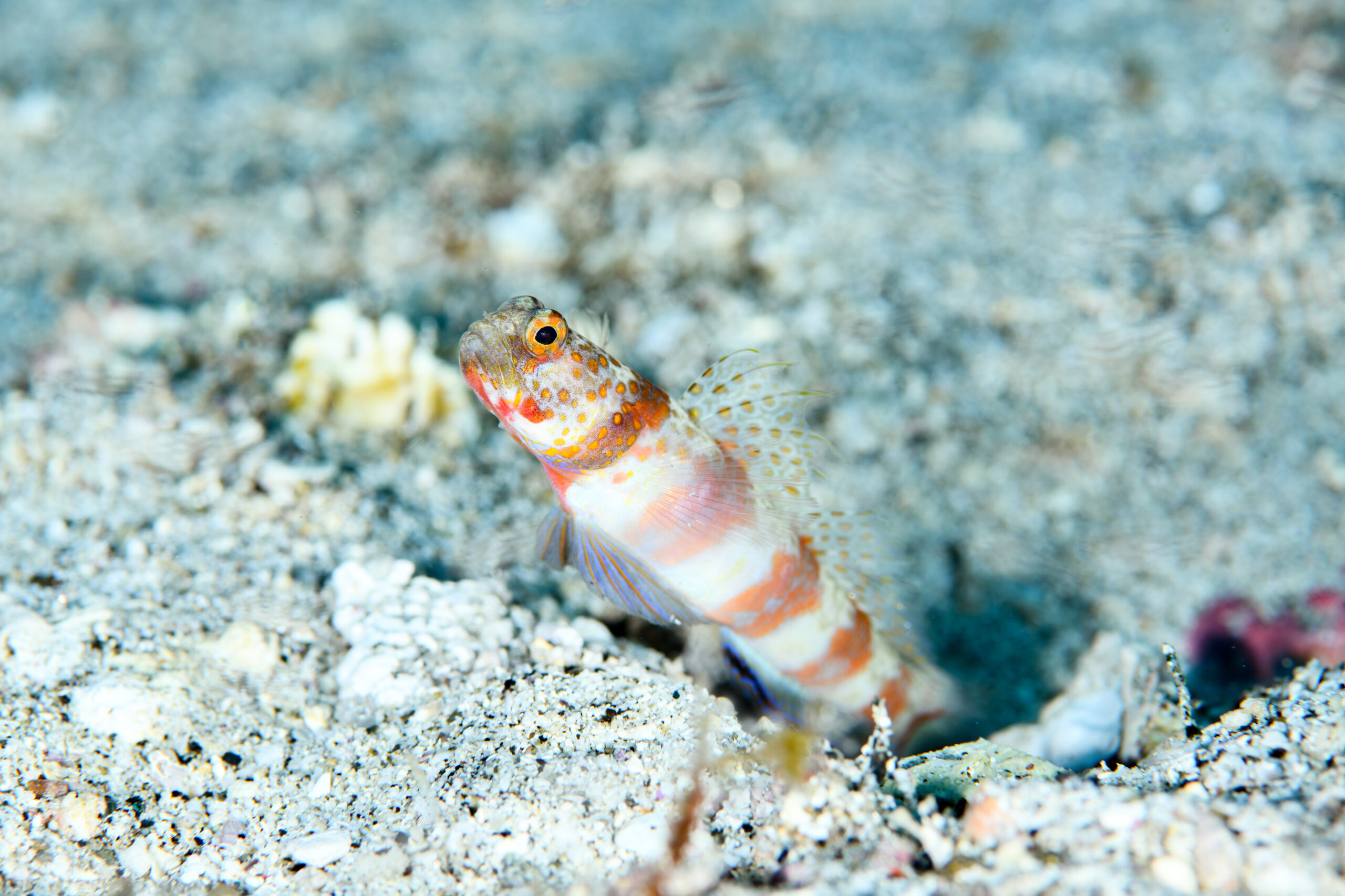 ダンダラダテハゼ(Amblyeleotris periophthalma)
撮影地:屋久島