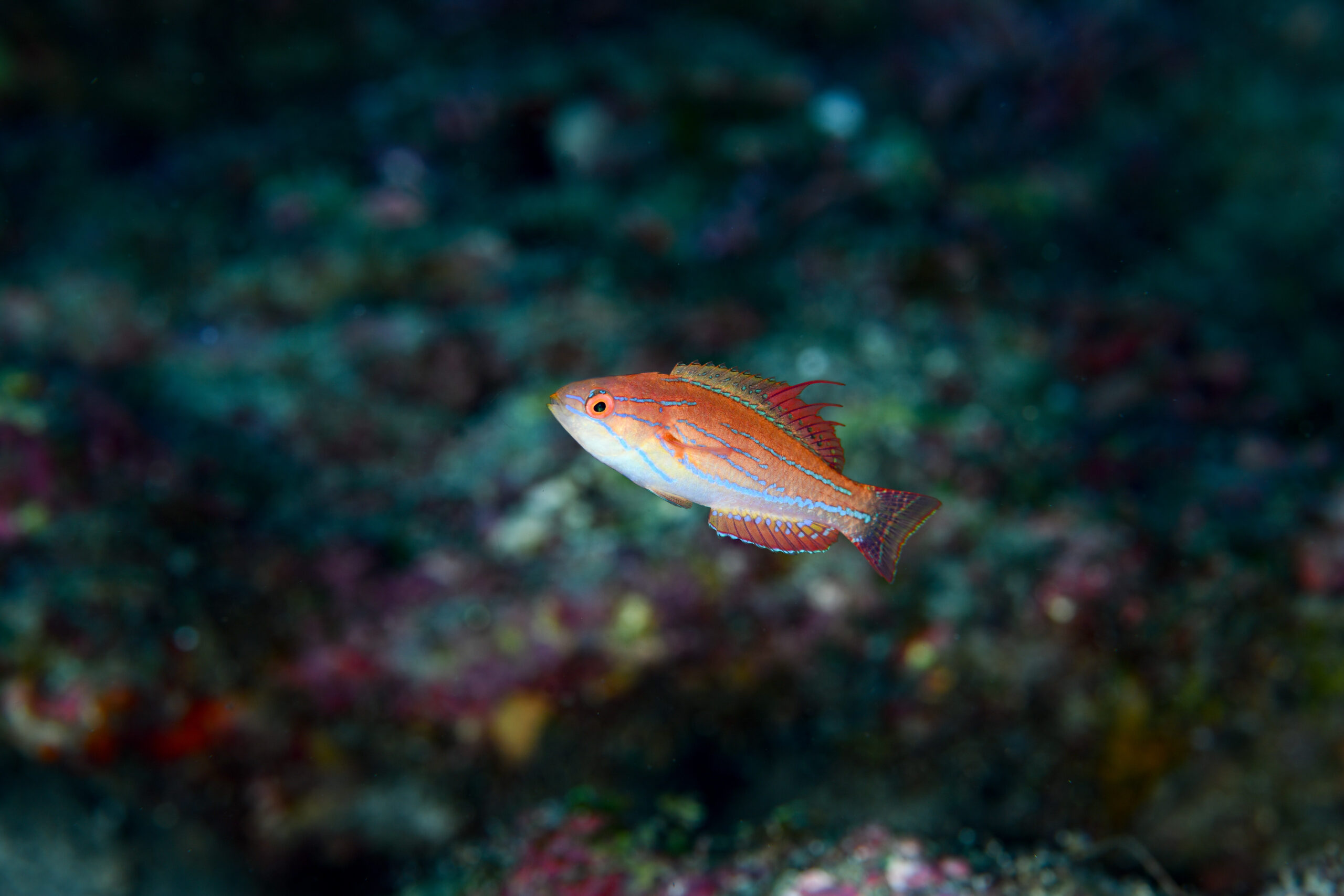 クジャクベラの婚姻色(Paracheilinus Carpenteri)
撮影地:屋久島