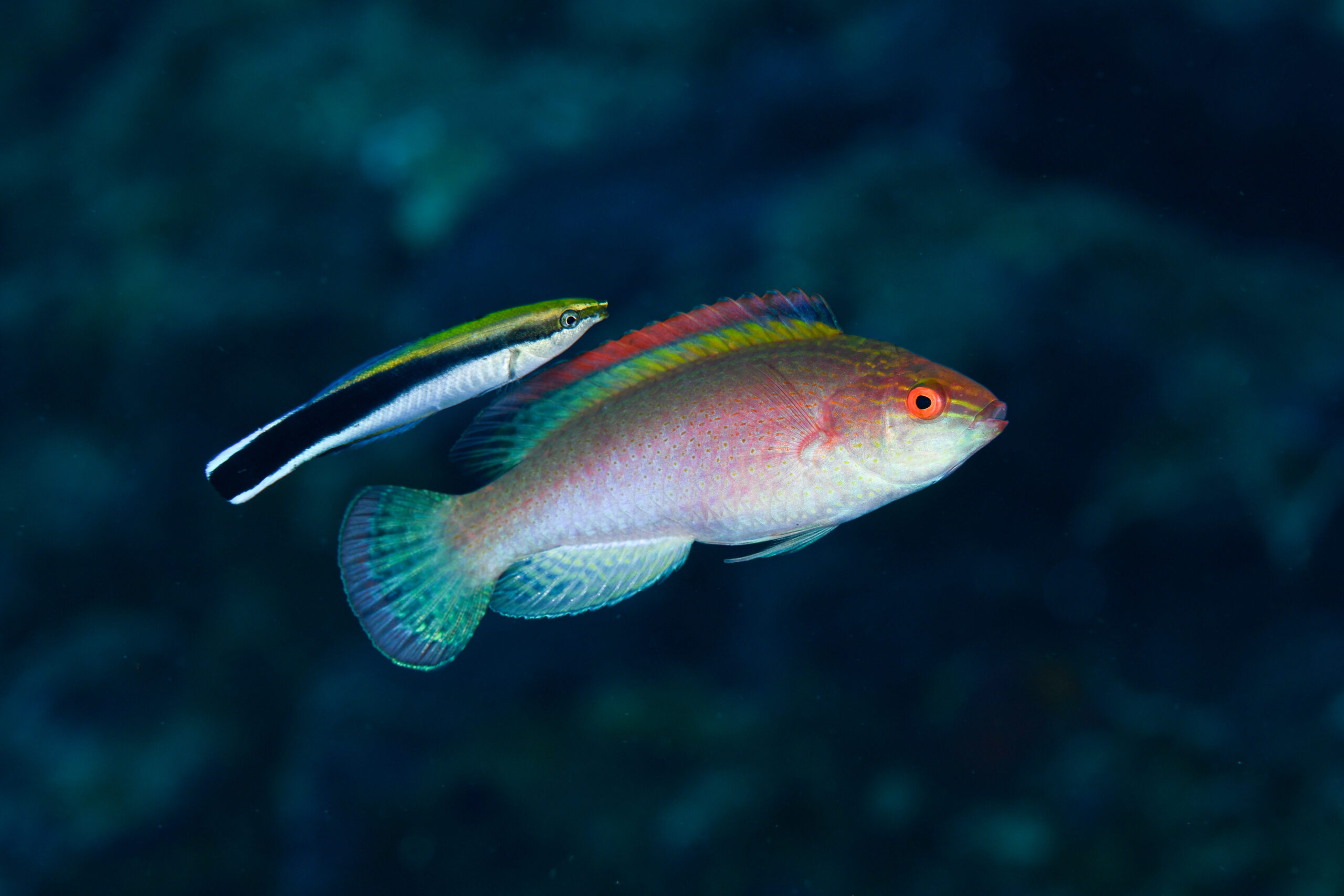 ベニヒレイトヒキベラ(Cirrhilabrus rubrimarginatus)
撮影地:屋久島