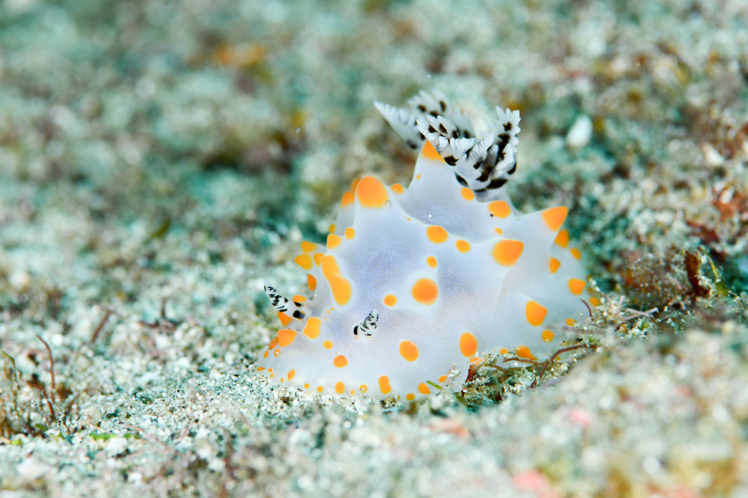 コンペイトウウミウシ(Halgerda carlsoni)
撮影地:屋久島