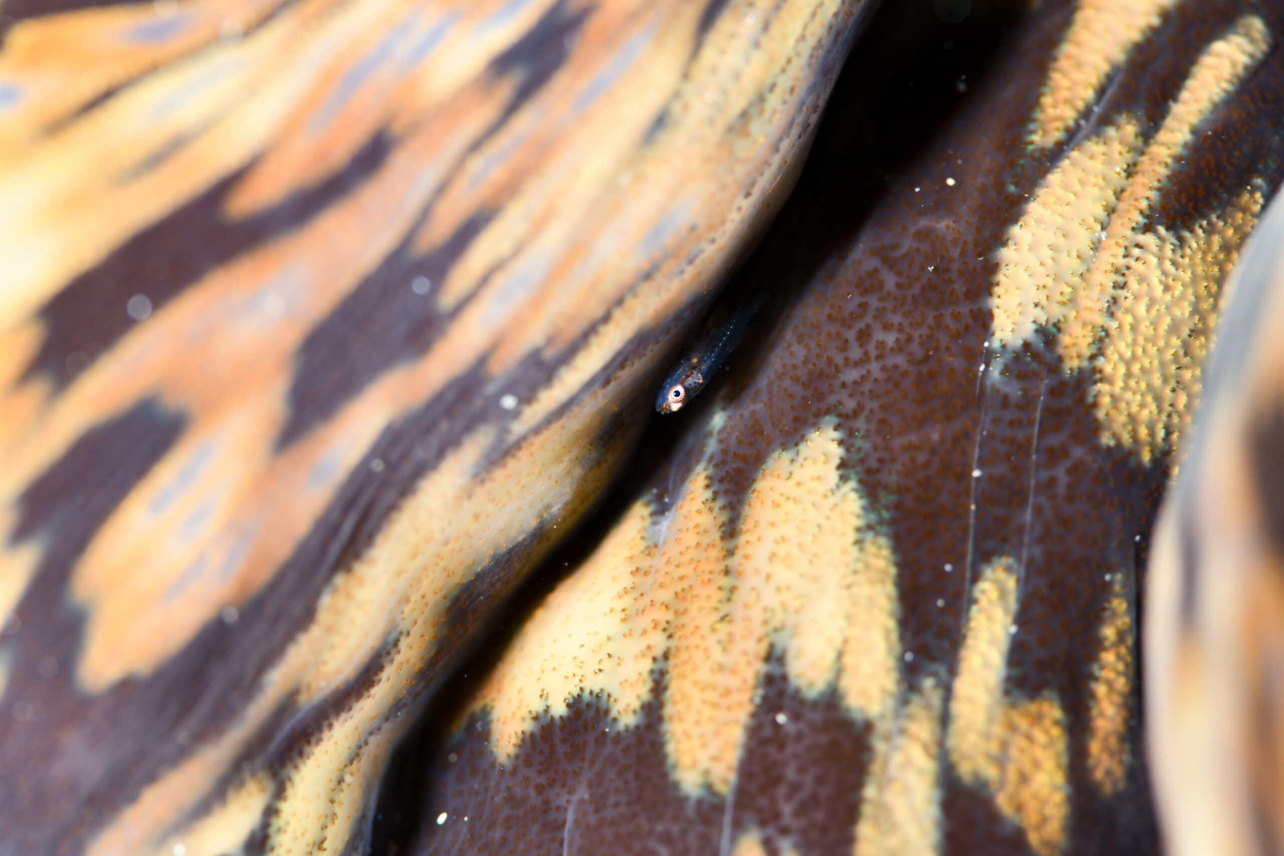 ガラスハゼ(Bryaninops yongei)
撮影地:屋久島