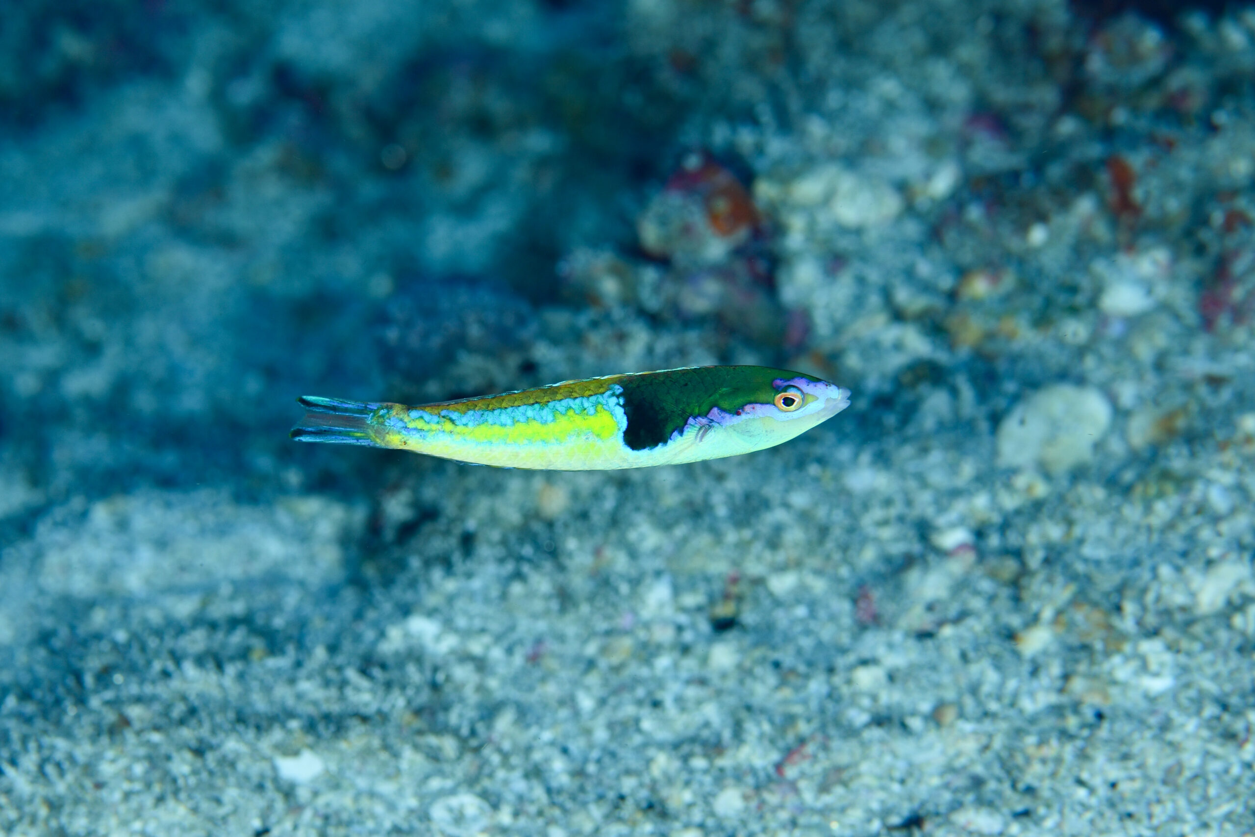 アオスジオグロベラのオス(♂)(Pseudojuloides severnsi)
撮影地:屋久島