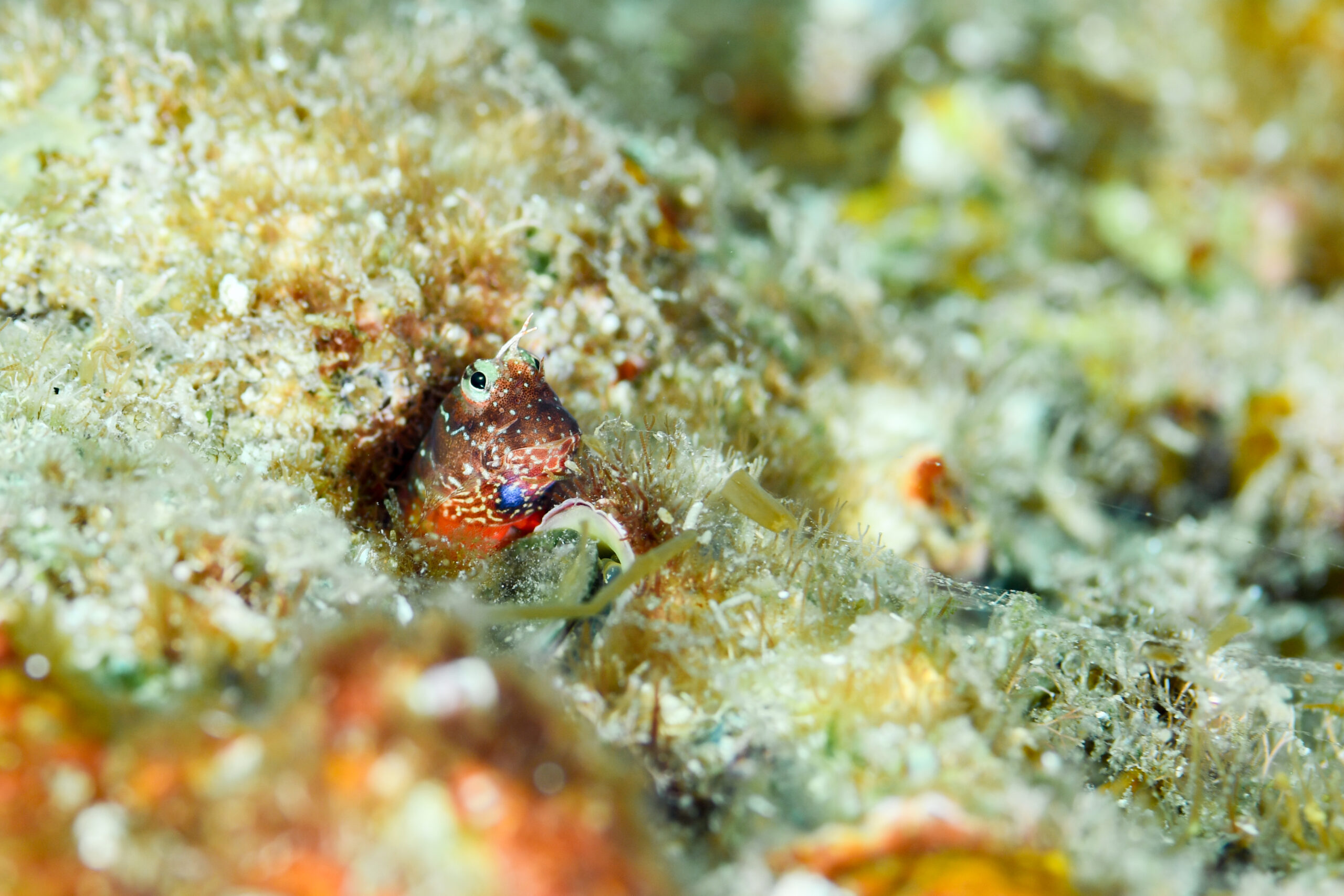 ヒナギンポの婚姻色(Nannosalarias nativitatis)
撮影地:屋久島