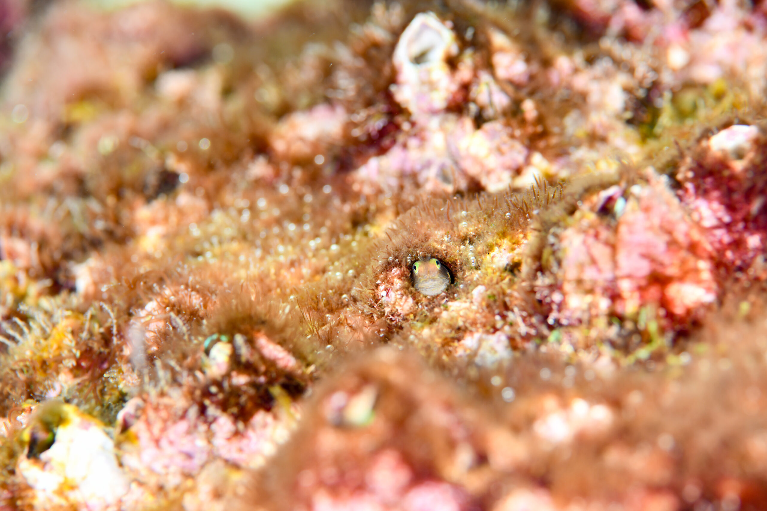 シシマイギンポ(Cirrisalarias bunares)
撮影地:屋久島