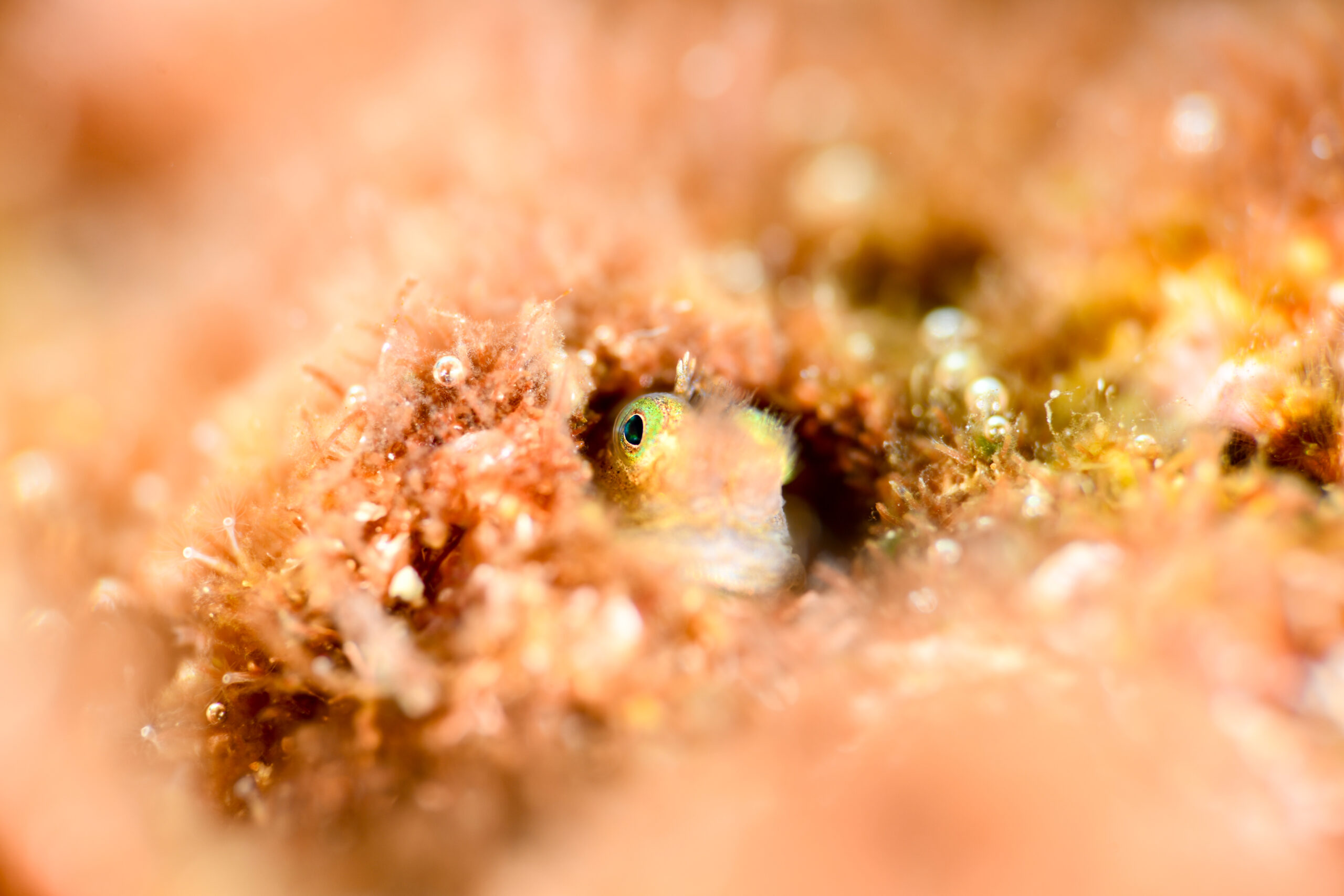 シシマイギンポ(Cirrisalarias bunares)
撮影地:屋久島