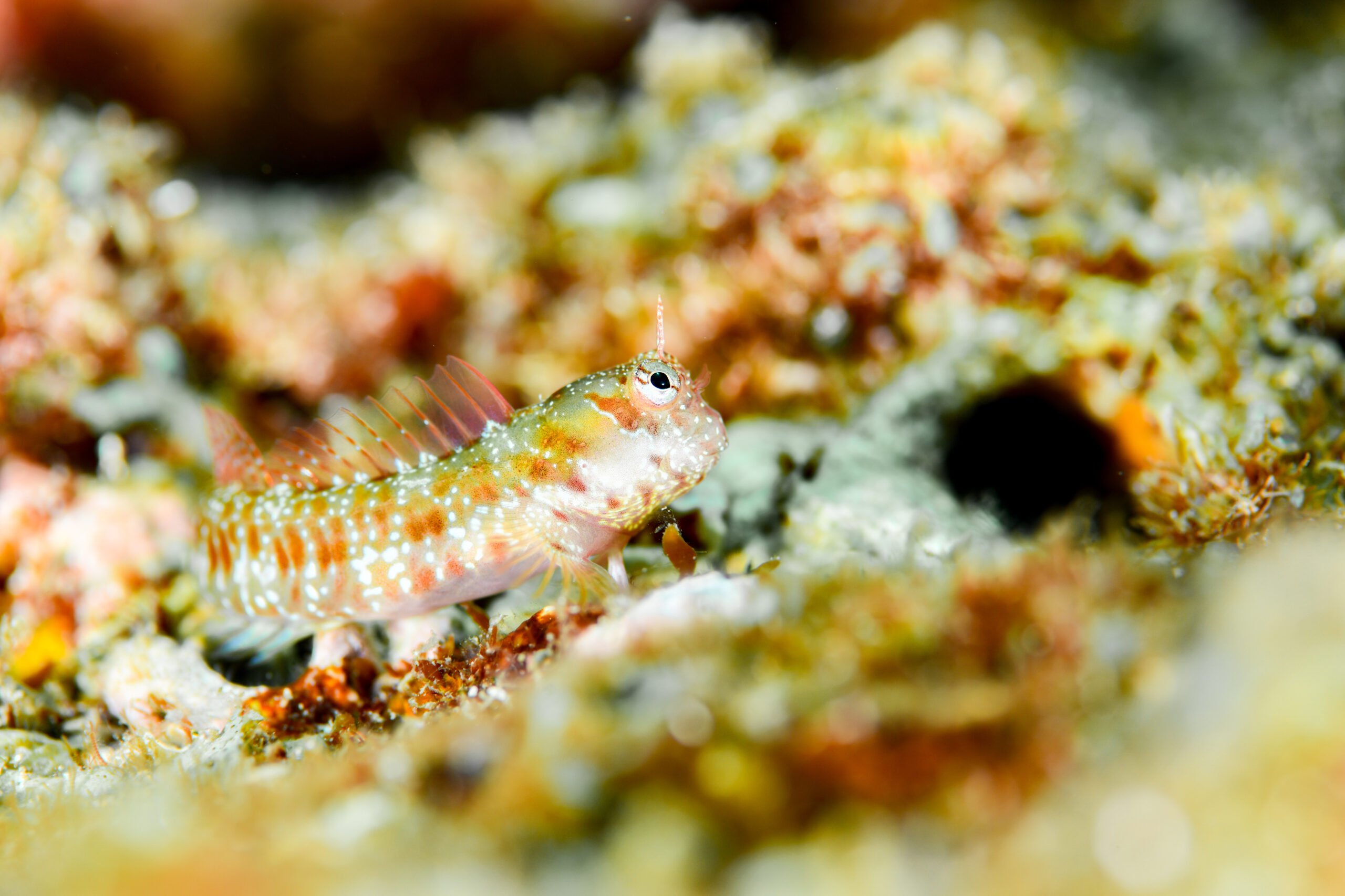 ヒナギンポ(Nannosalarias nativitatis)
撮影地:屋久島