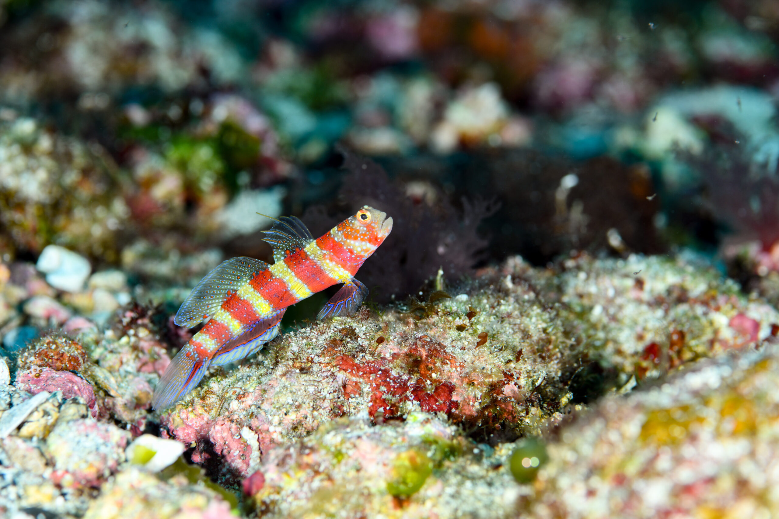 クビアカハゼ(Amblyeleotris wheeleri)
撮影地:屋久島